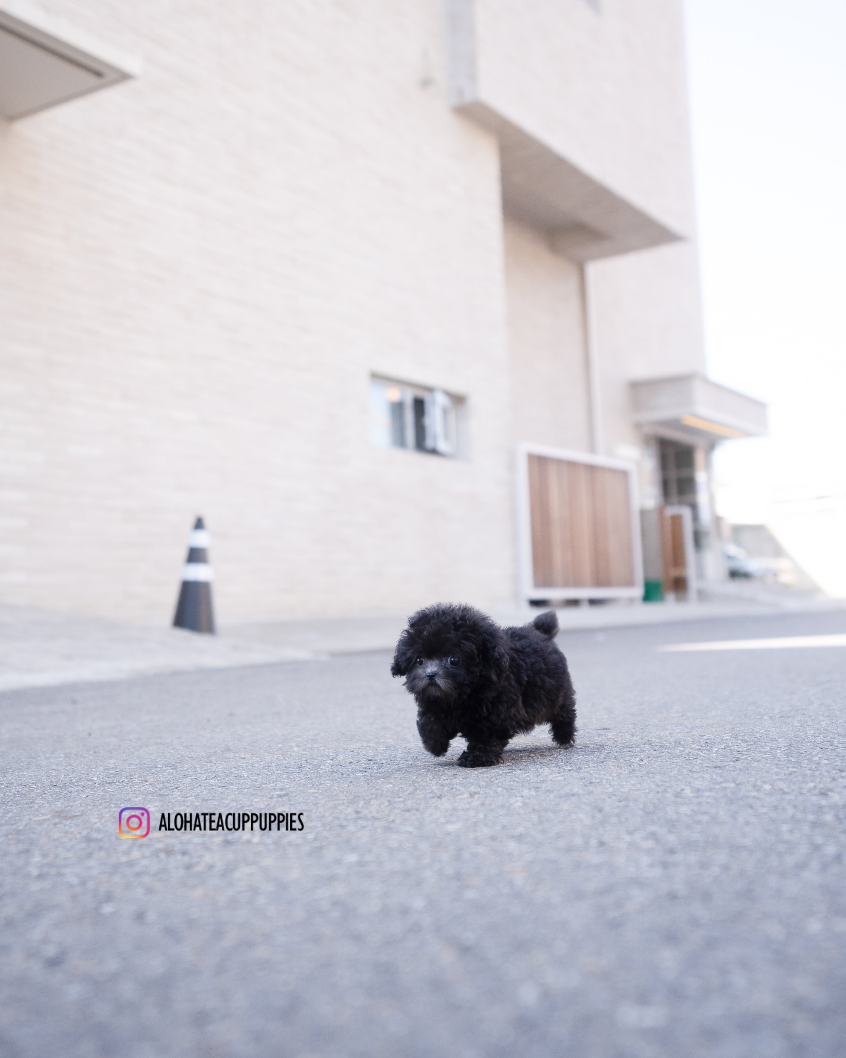 Blake [TEACUP POODLE]