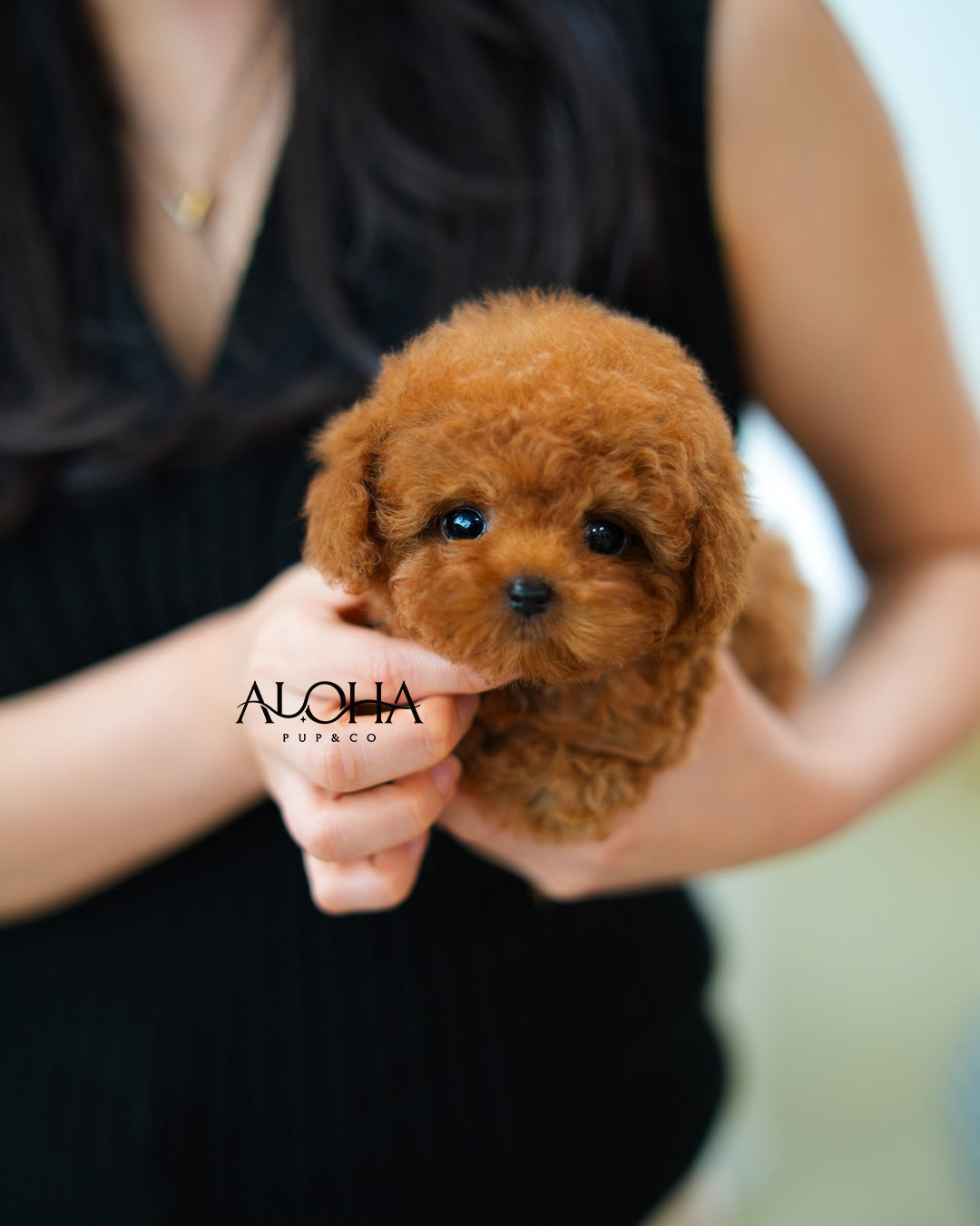 Finn [TEACUP POODLE]