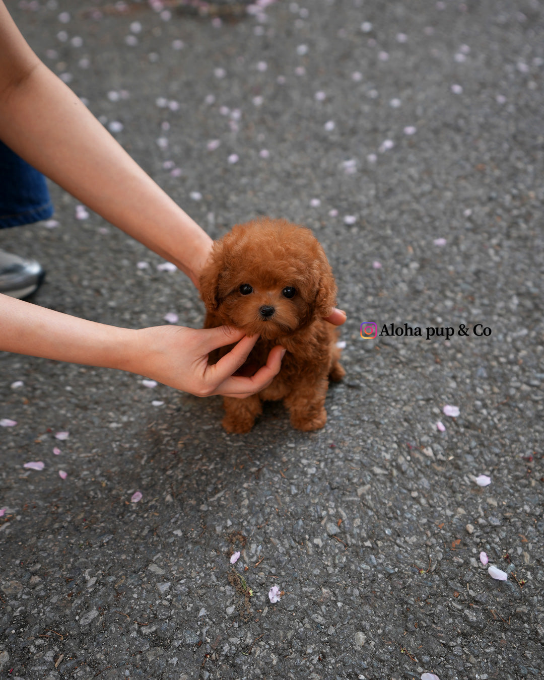 Jed [TEACUP POODLE]