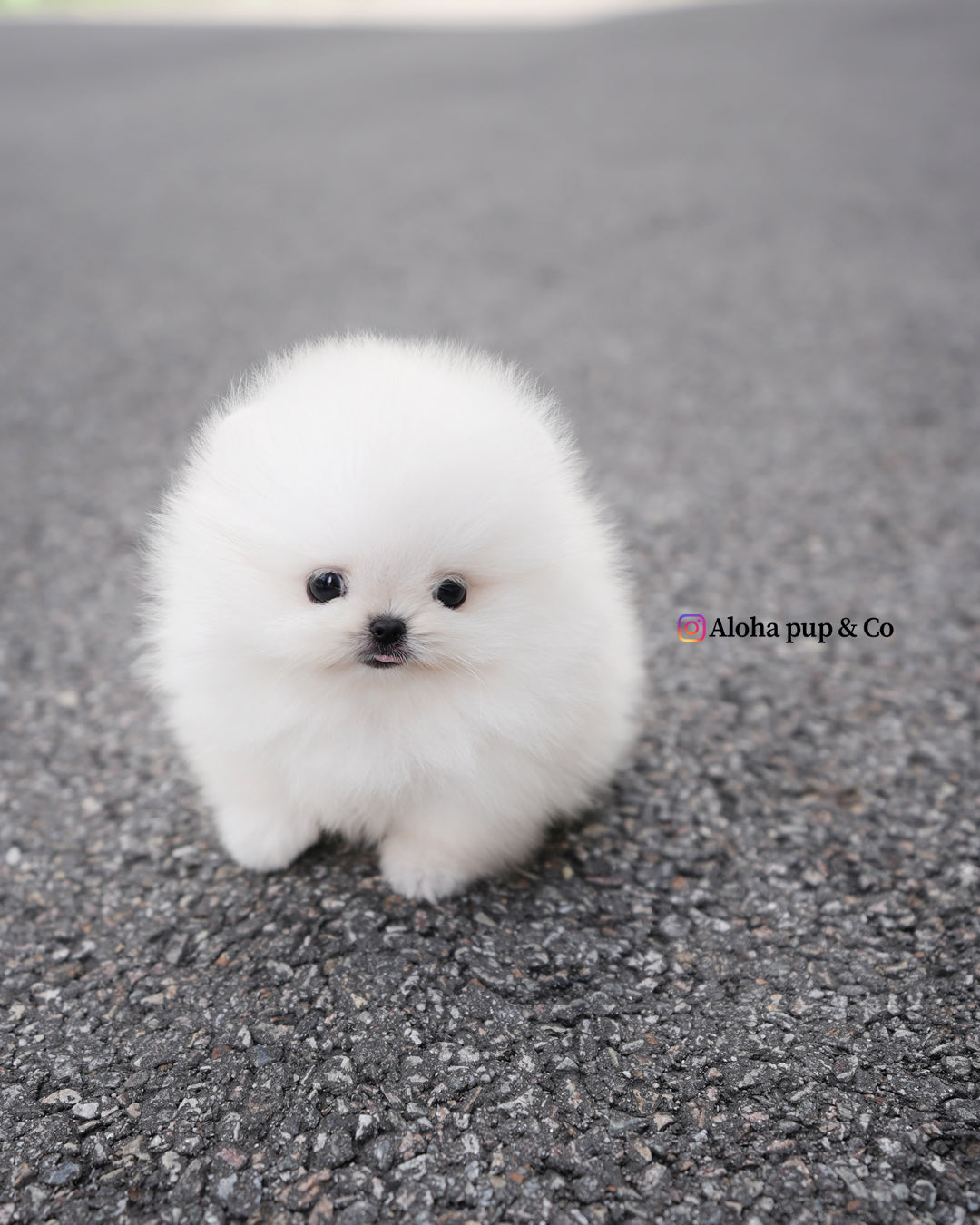 Lolly [POMERANIA TAZA DE TÉ]