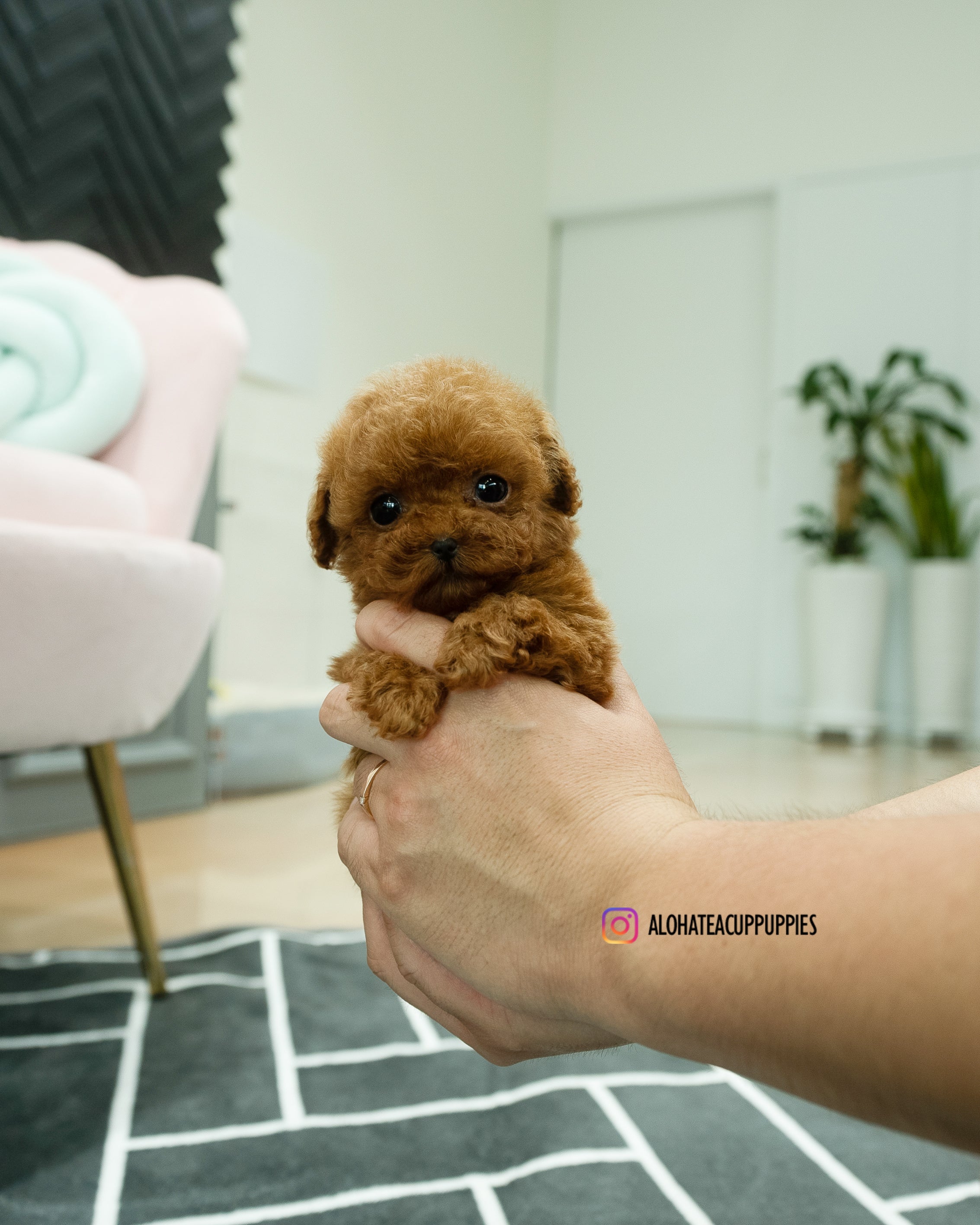 Buster [TEACUP POODLE]