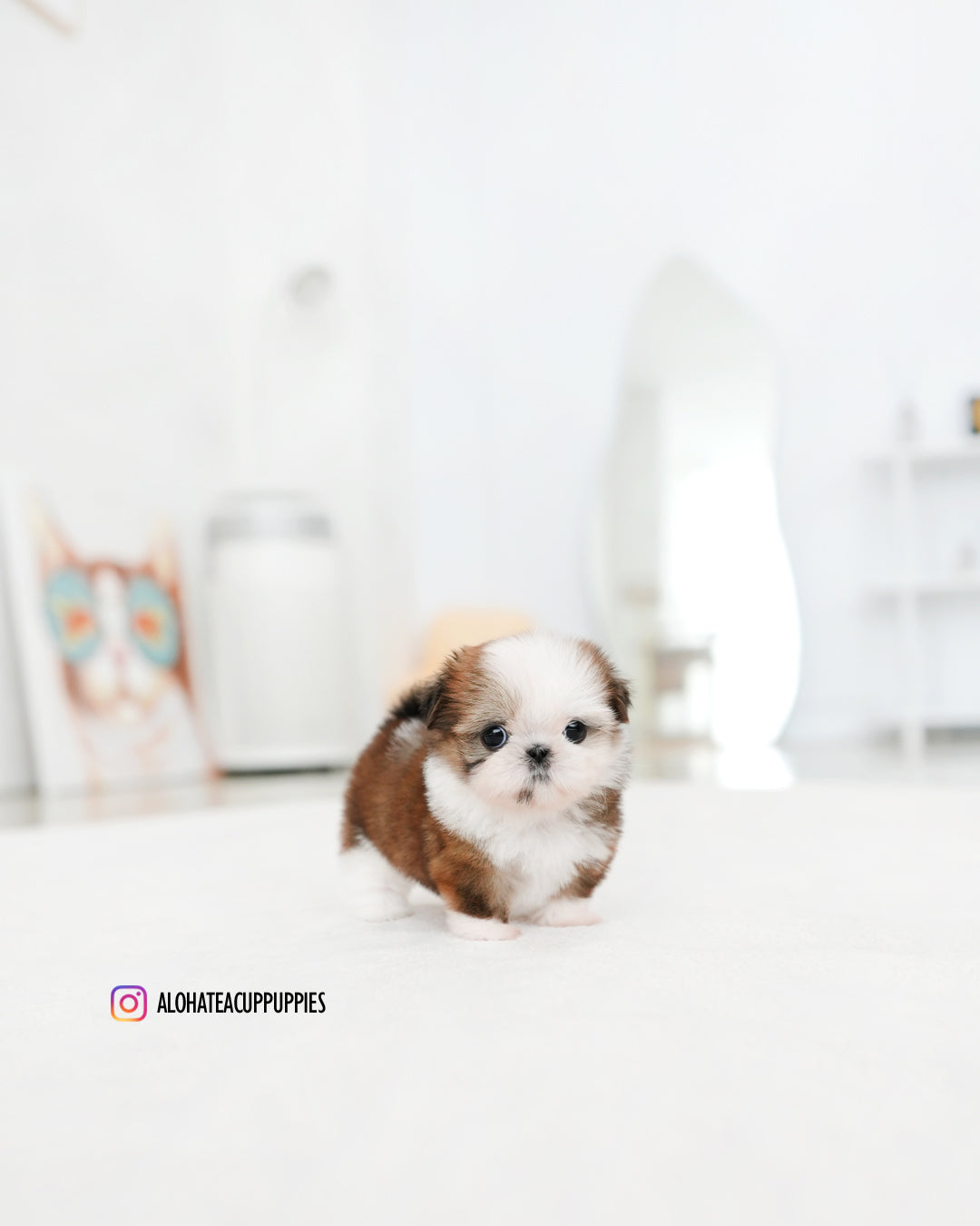 Pie [Mini Shih tzu]
