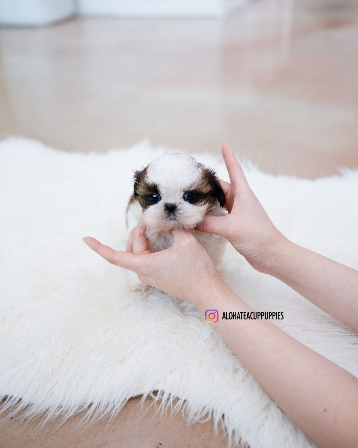 Jorro [Mini SHIHTZU]