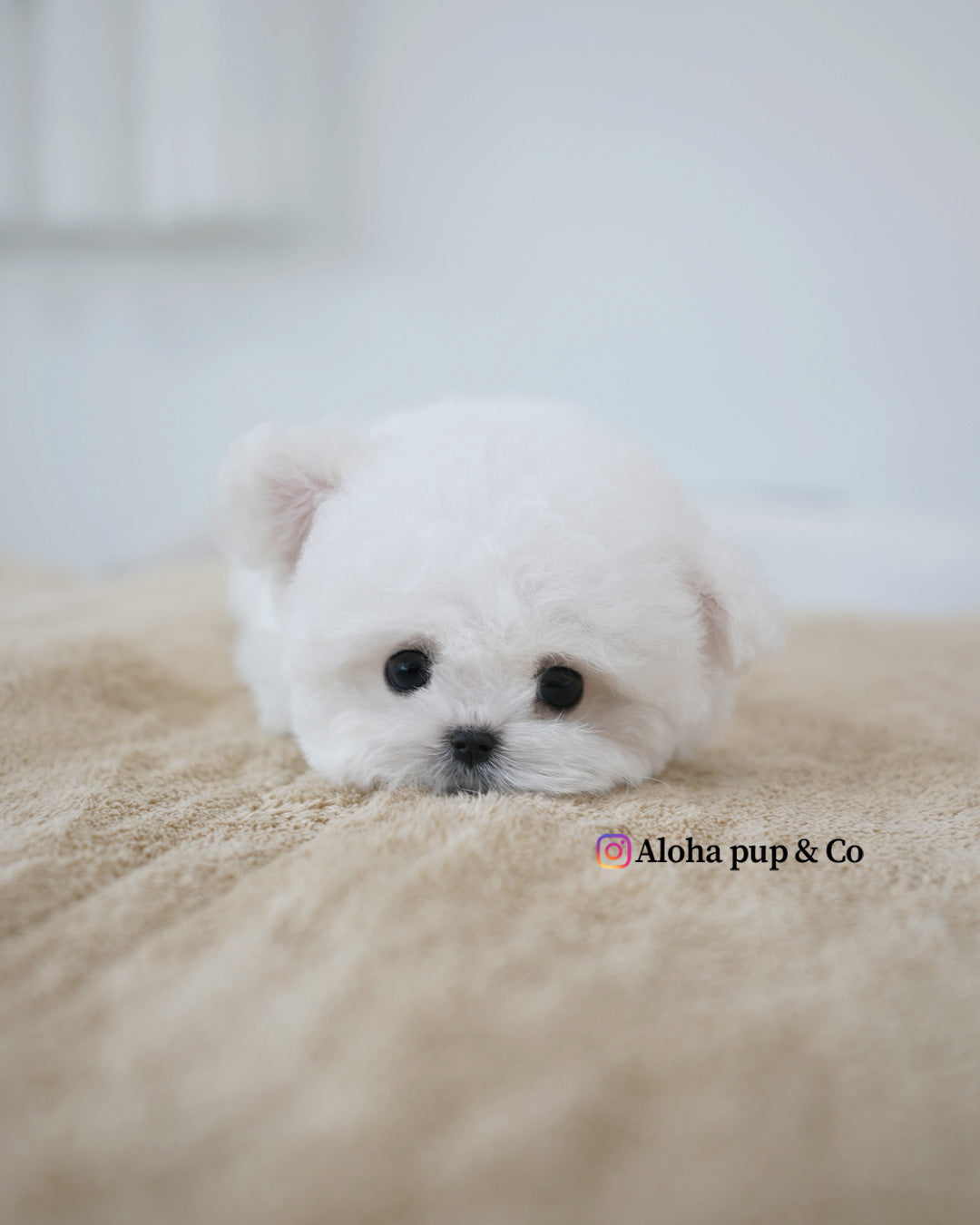 Bichón [DE BOLSILLO]