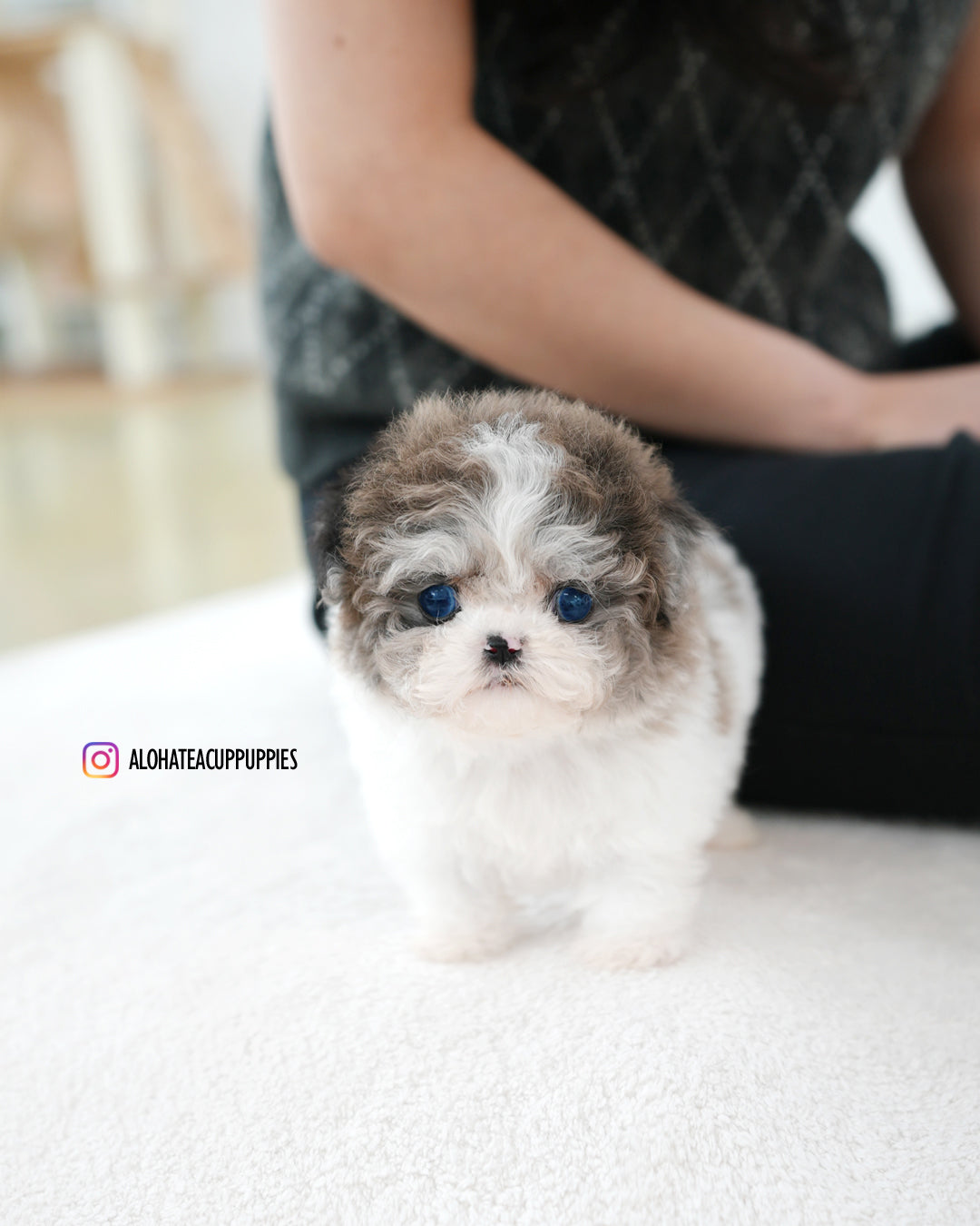 Mira [TEACUP MALTIPOO]