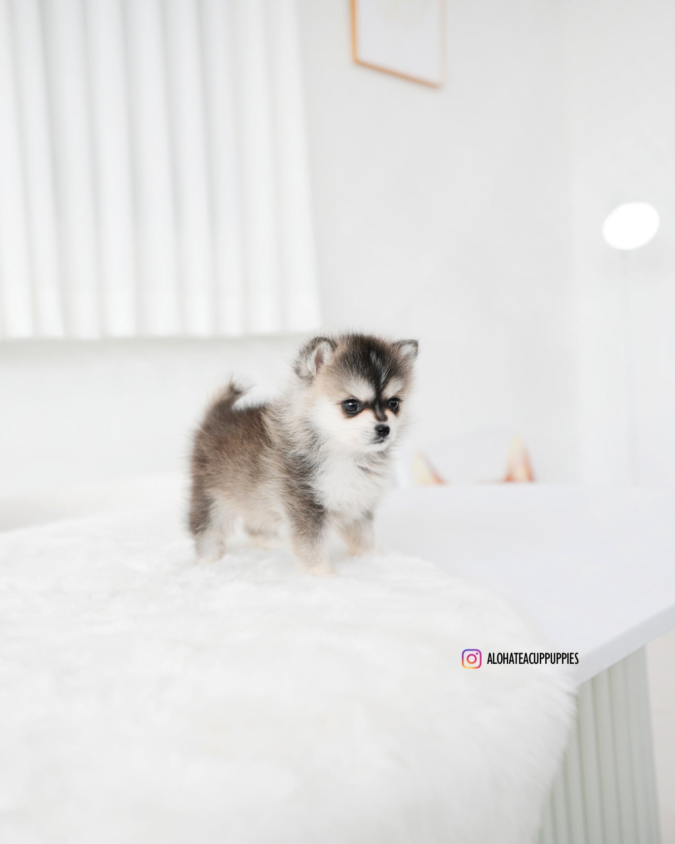 Edgar [POMSKY miniatura]