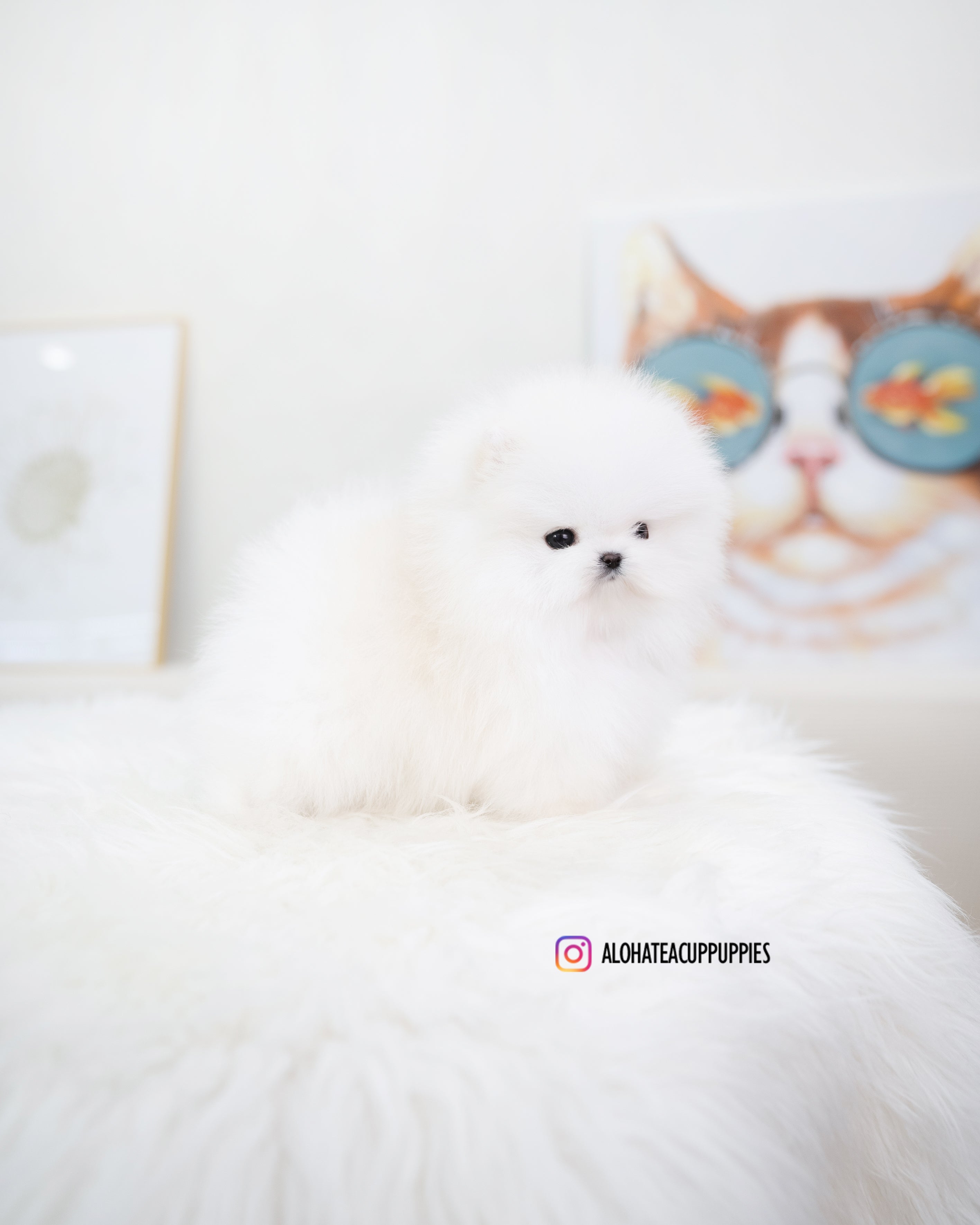 Larry [TEACUP POMERANIAN]