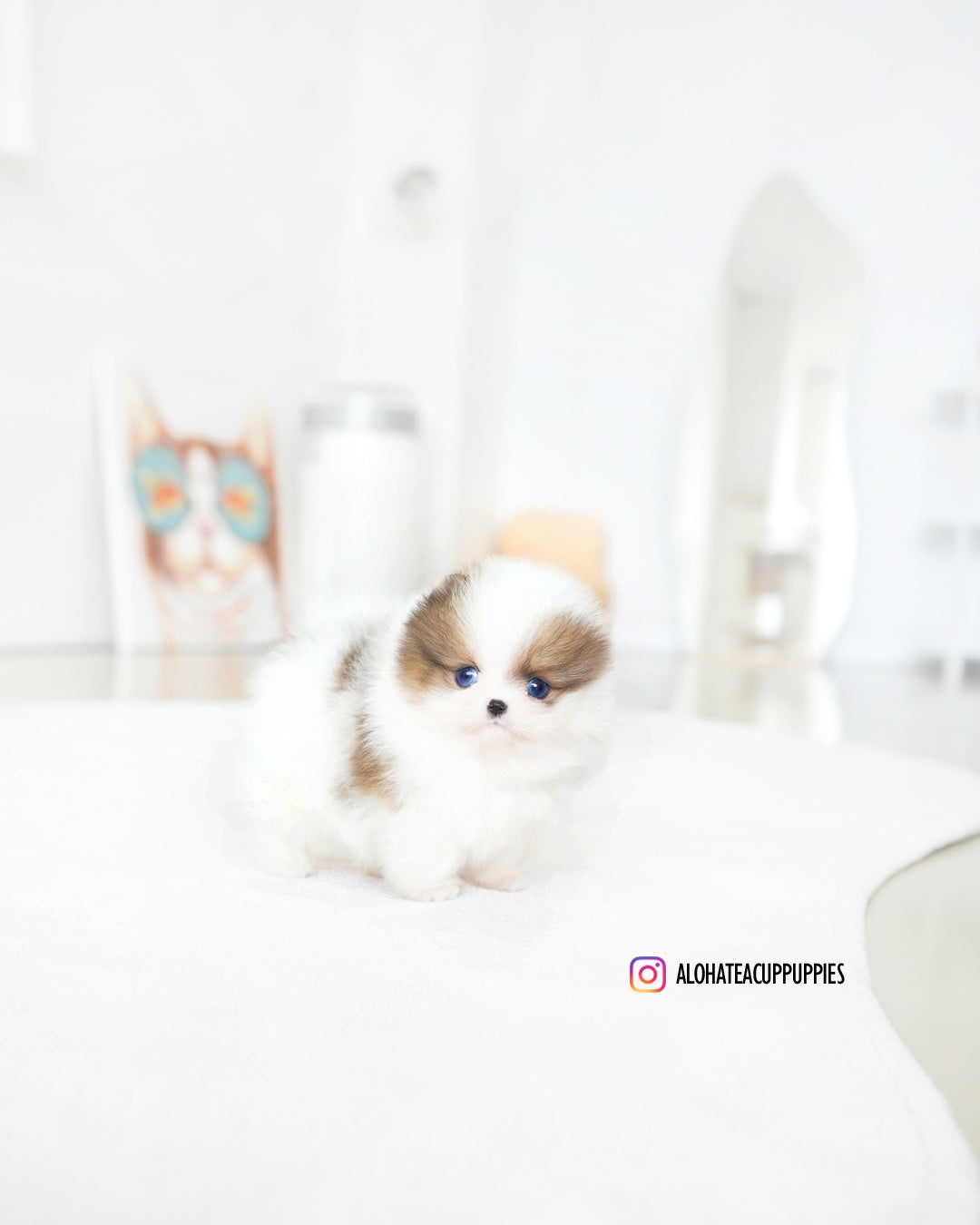 Marine [POMERANIA TAZA DE TÉ]
