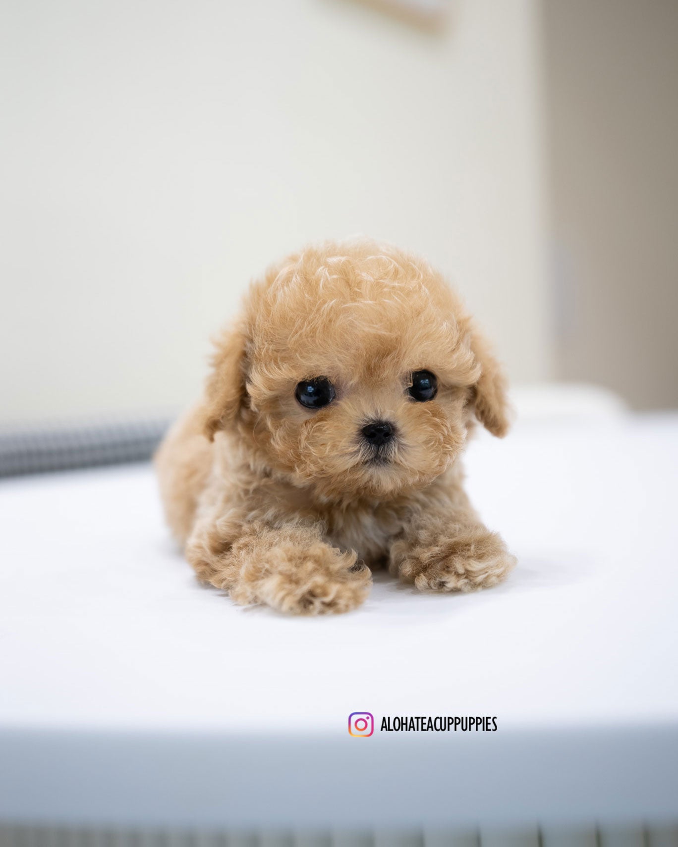 Jace [TEACUP POODLE]