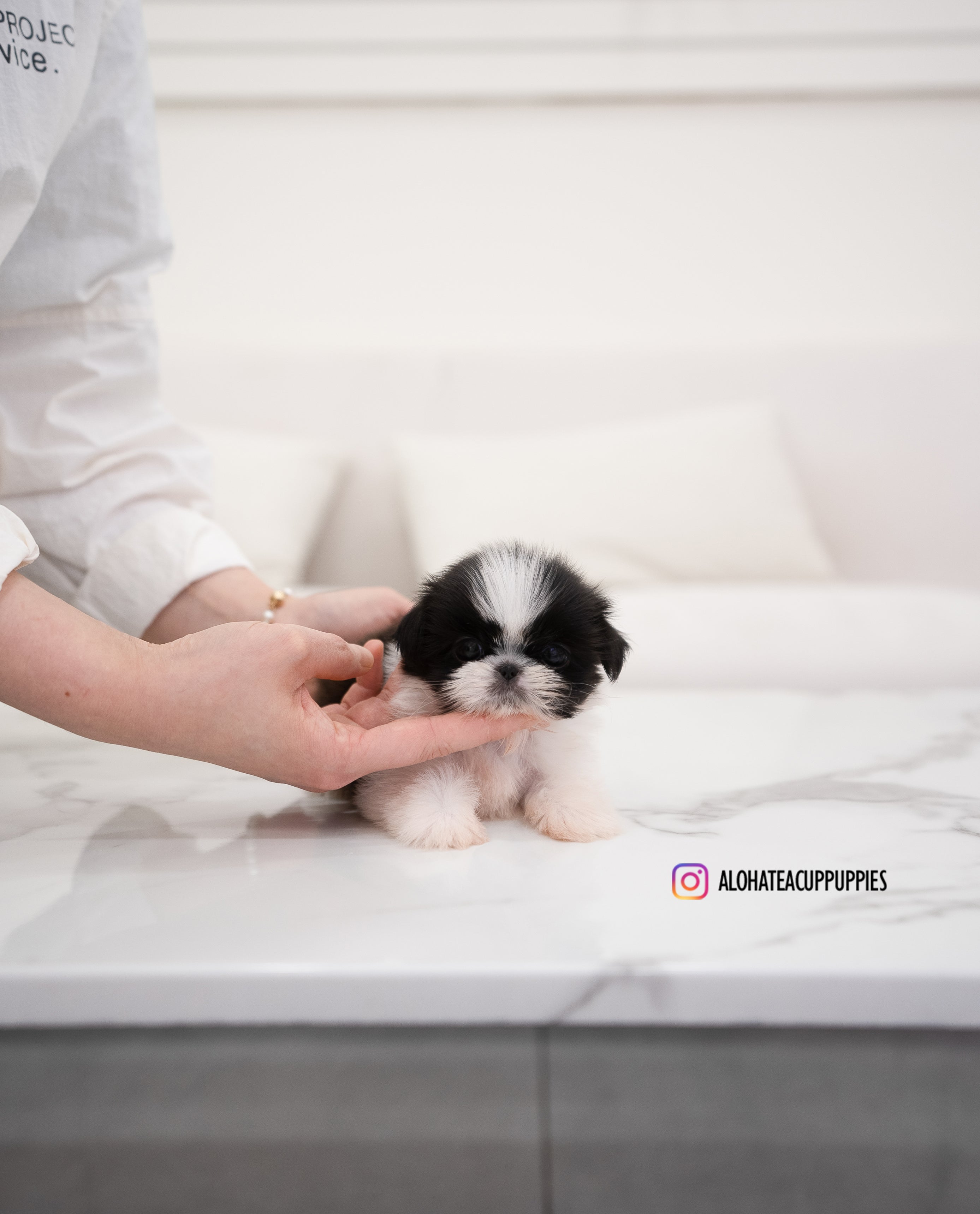 Dewey [TEACUP SHIHTZU]