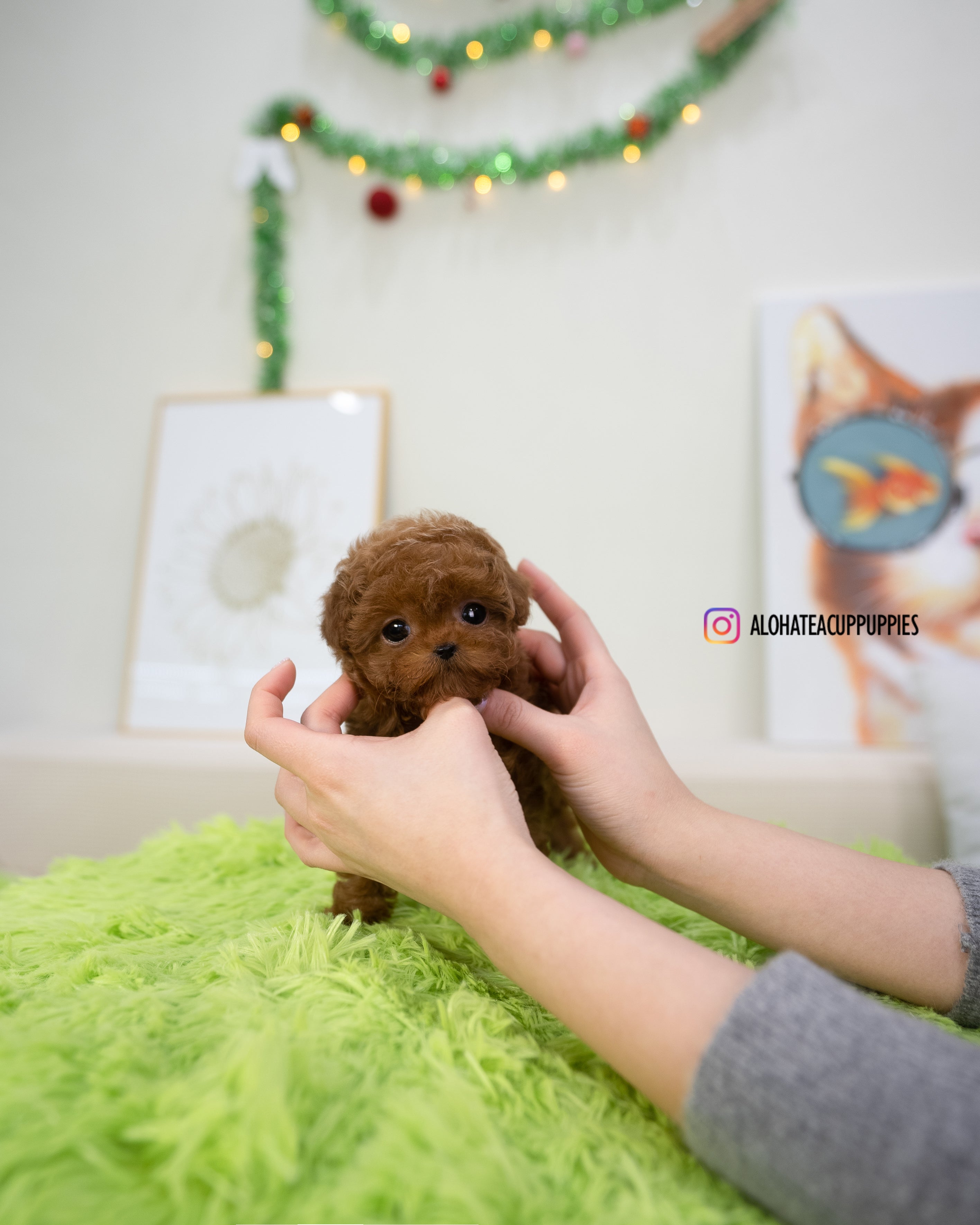 Dana [TEACUP POODLE]