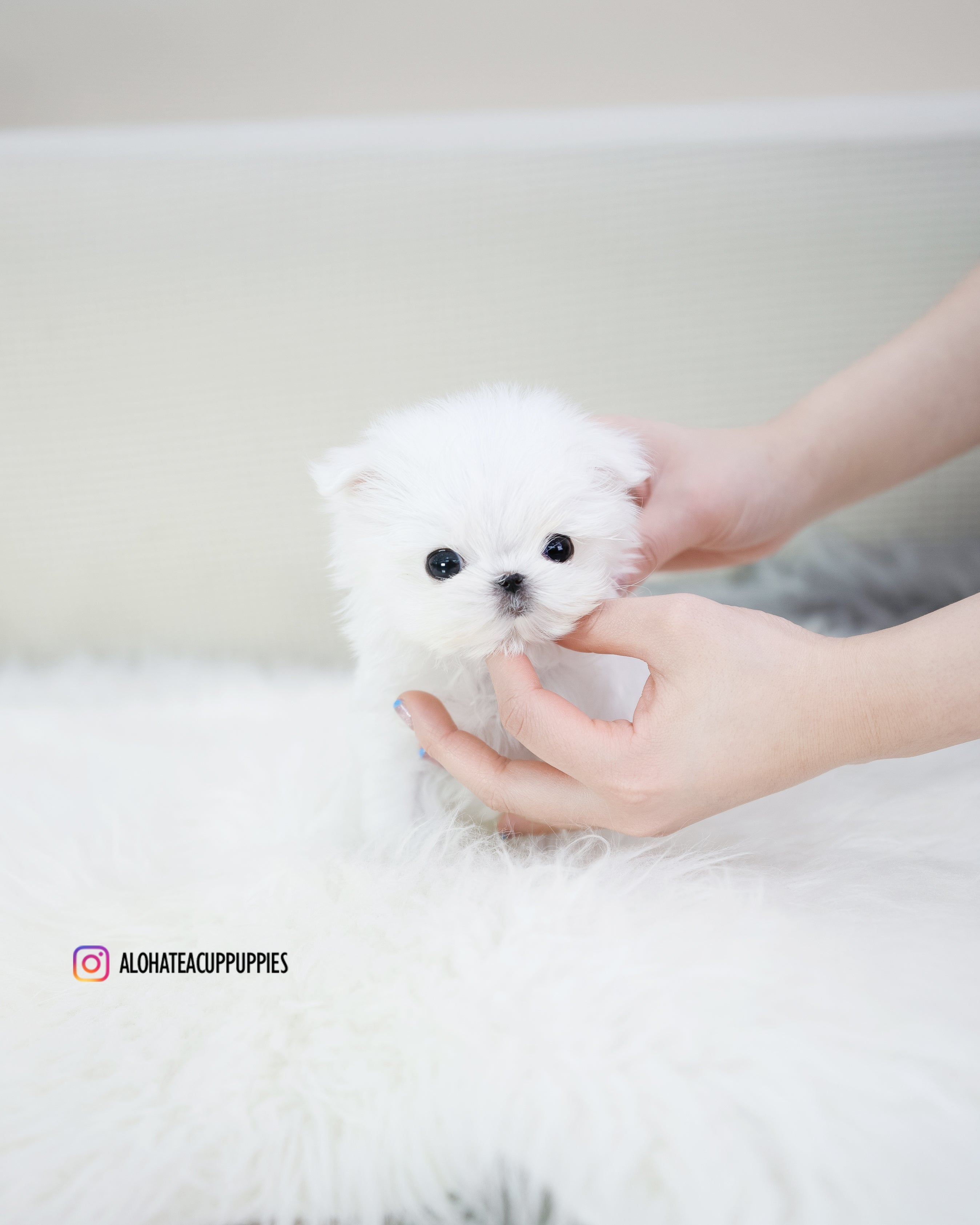Louie [TEACUP MALTESE]