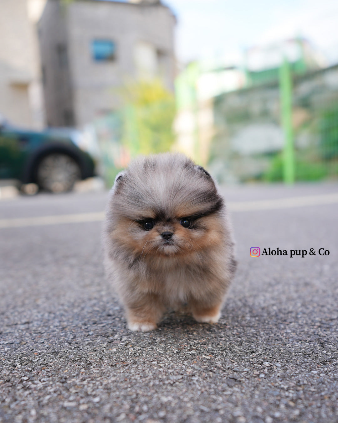 Luc [POMERANIA TAZA DE TÉ]