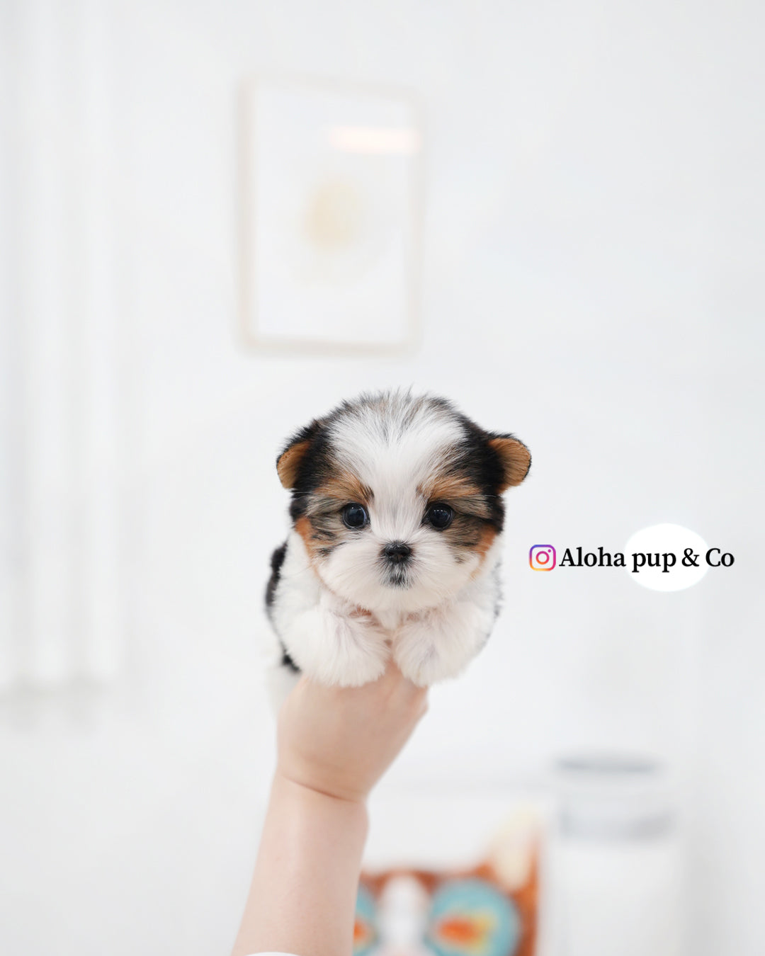 Jude [TEACUP Biewer Terrier]