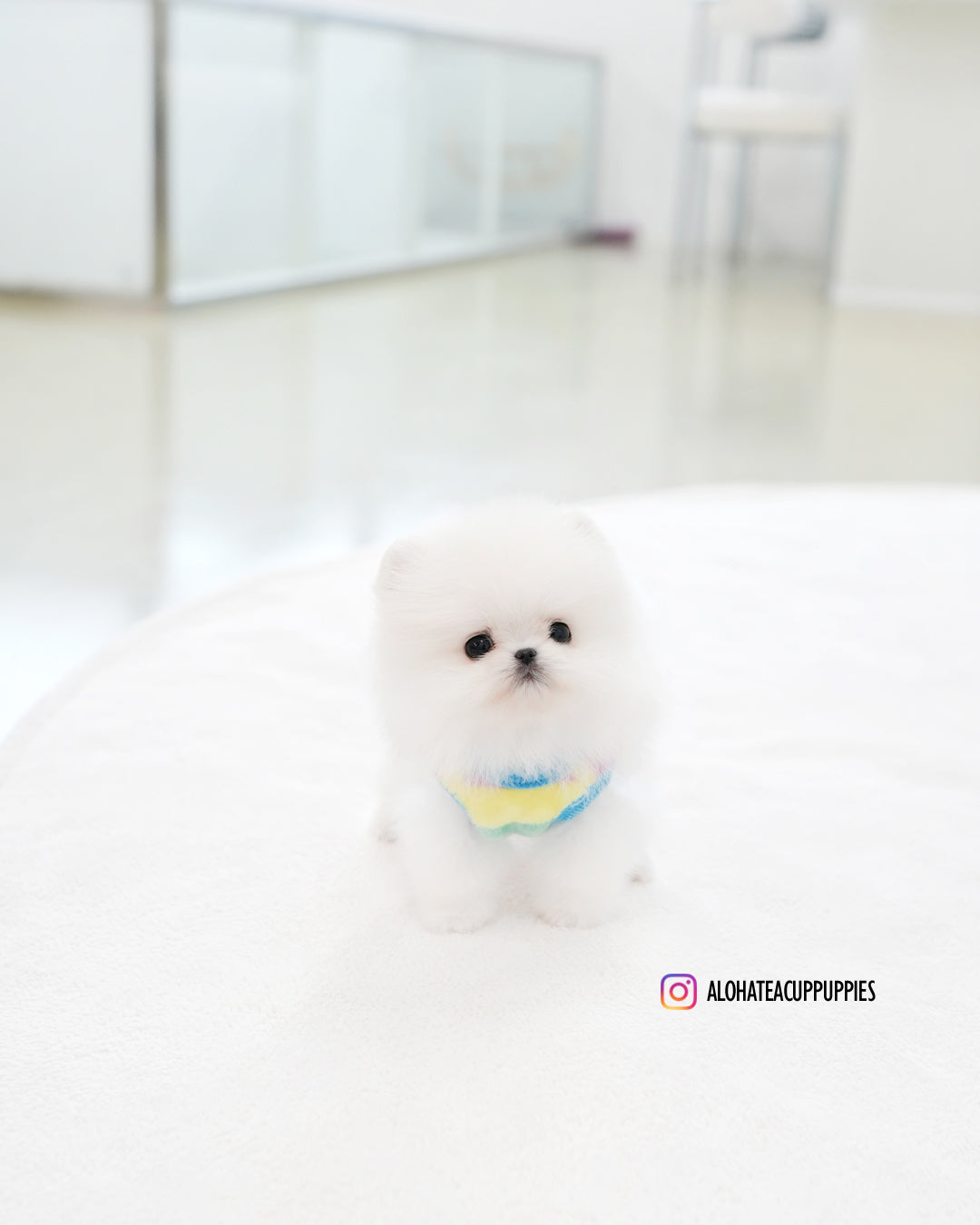 Milo [POMERANIA TAZA DE TÉ]