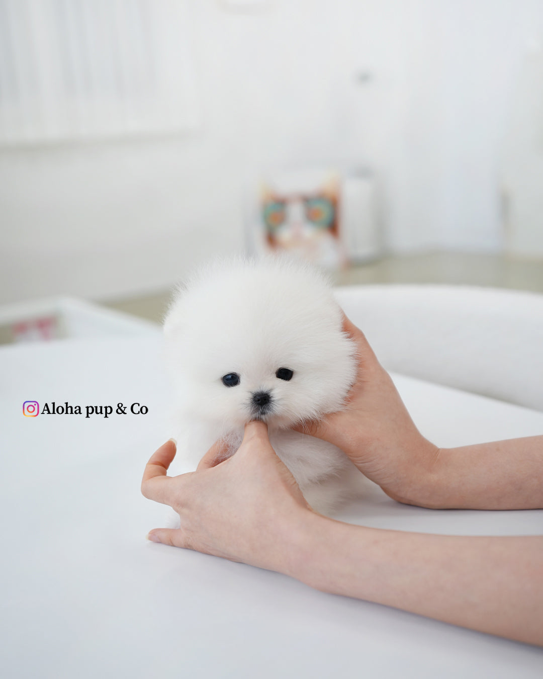 Buster [POMERANIA TAZA DE TÉ]