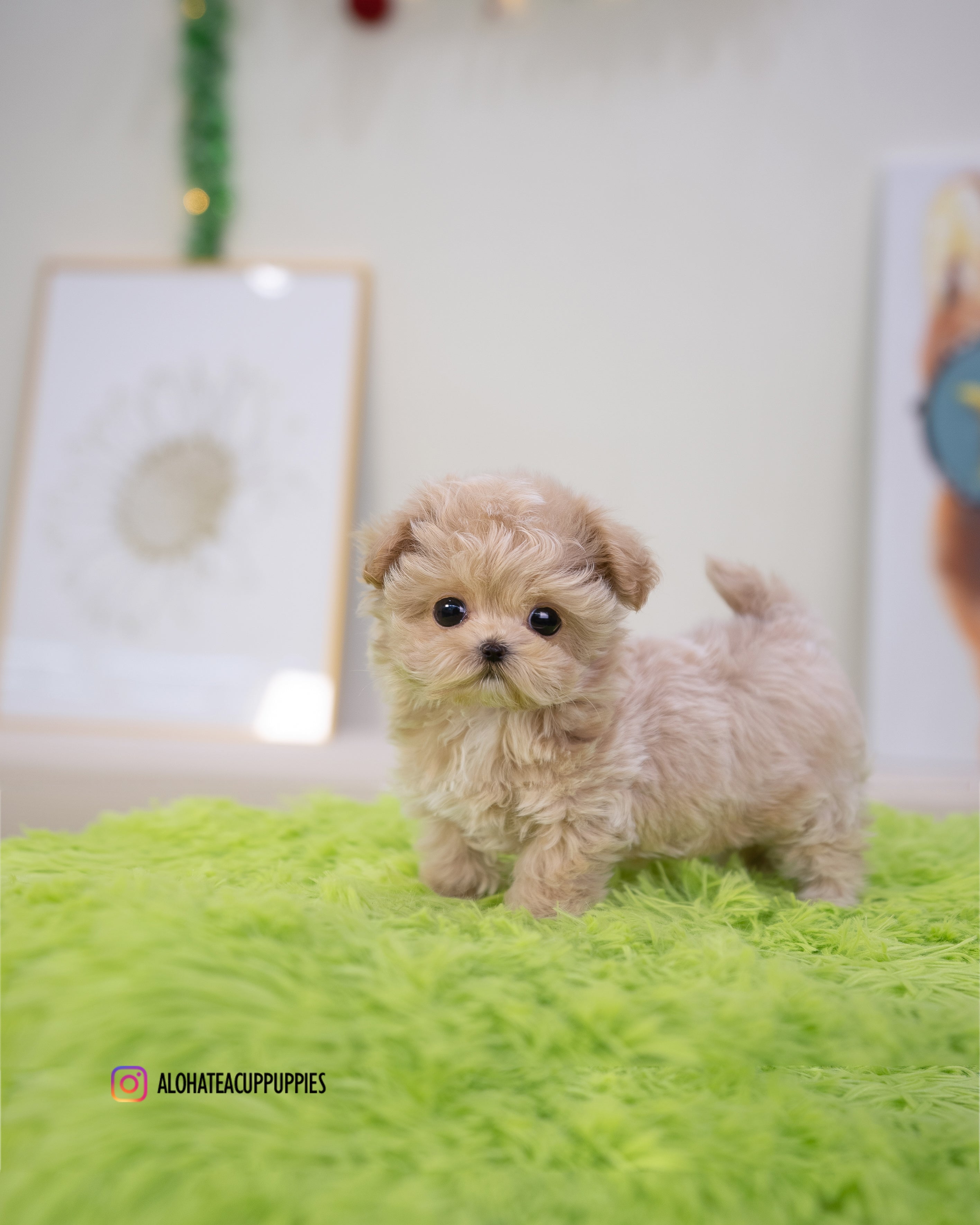 Nico [TEACUP MALTIPOO]