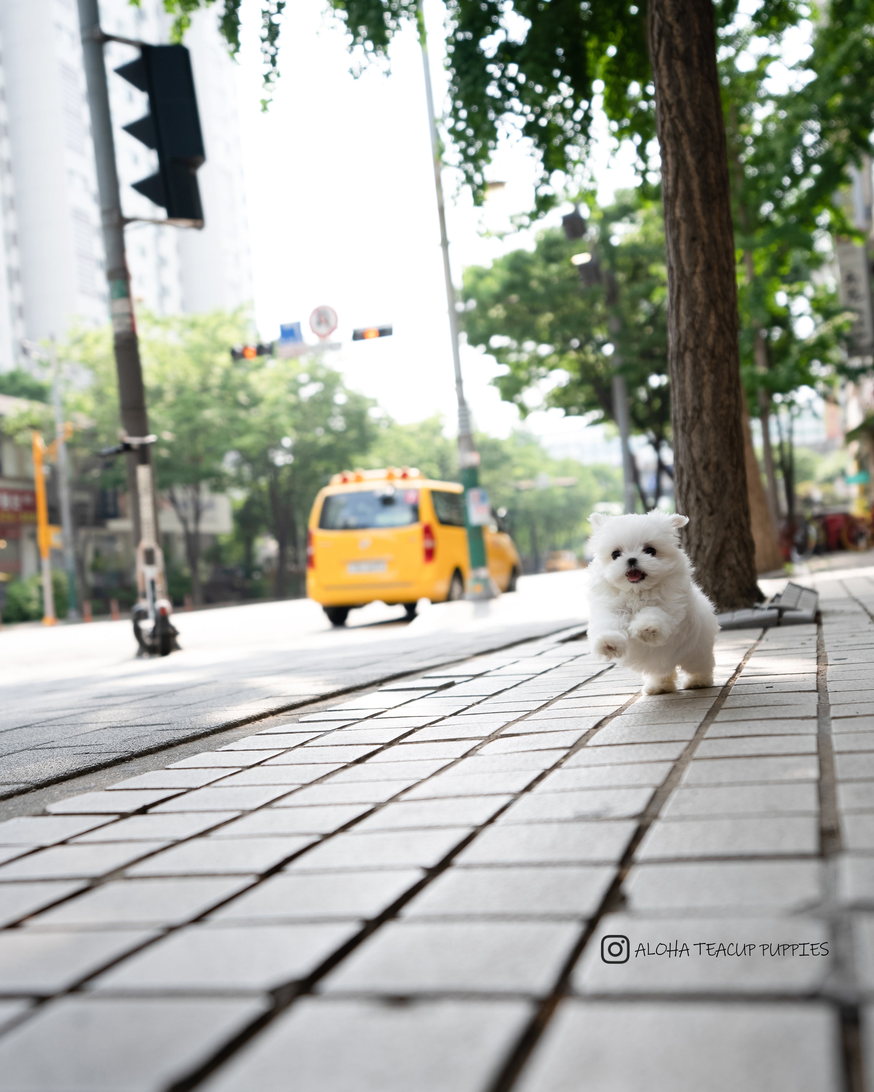 Lily [TEACUP MALTESE]