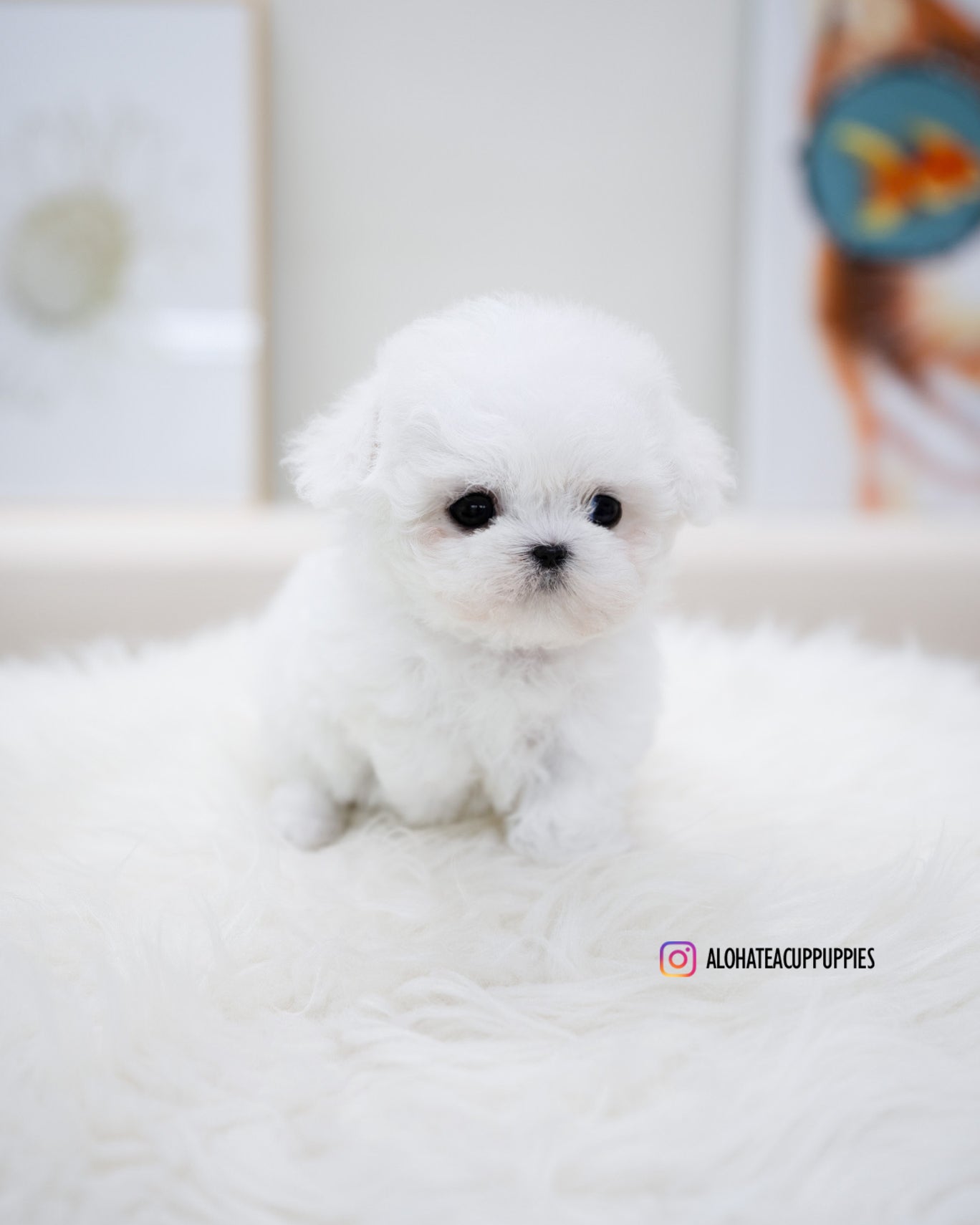bonbon [TEACUP BICHON]