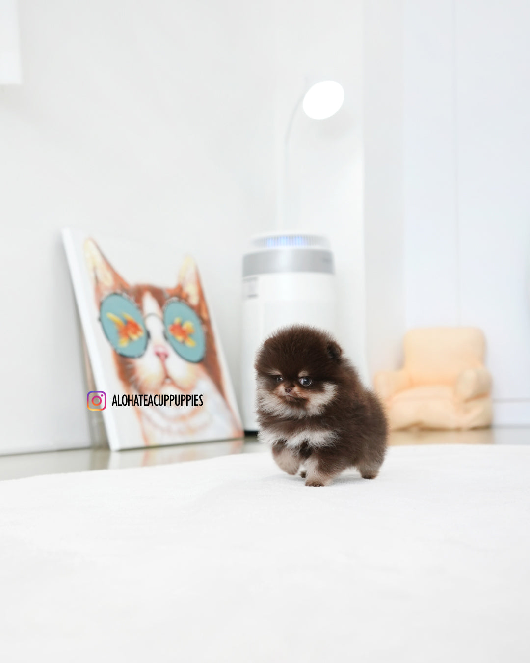 Gigi [POMERANIA TAZA DE TÉ]