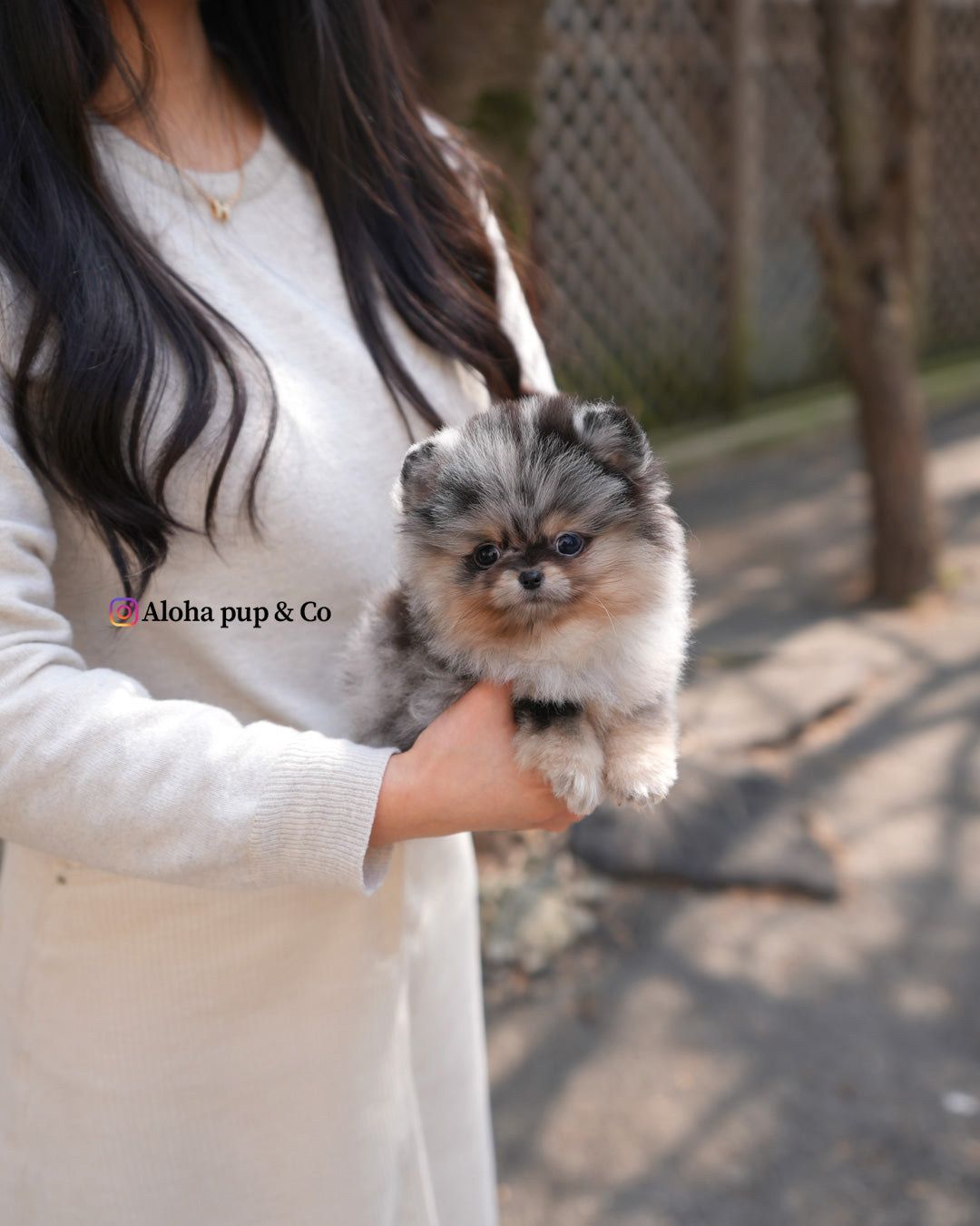 Enzo [POMERANIA TAZA DE TÉ]