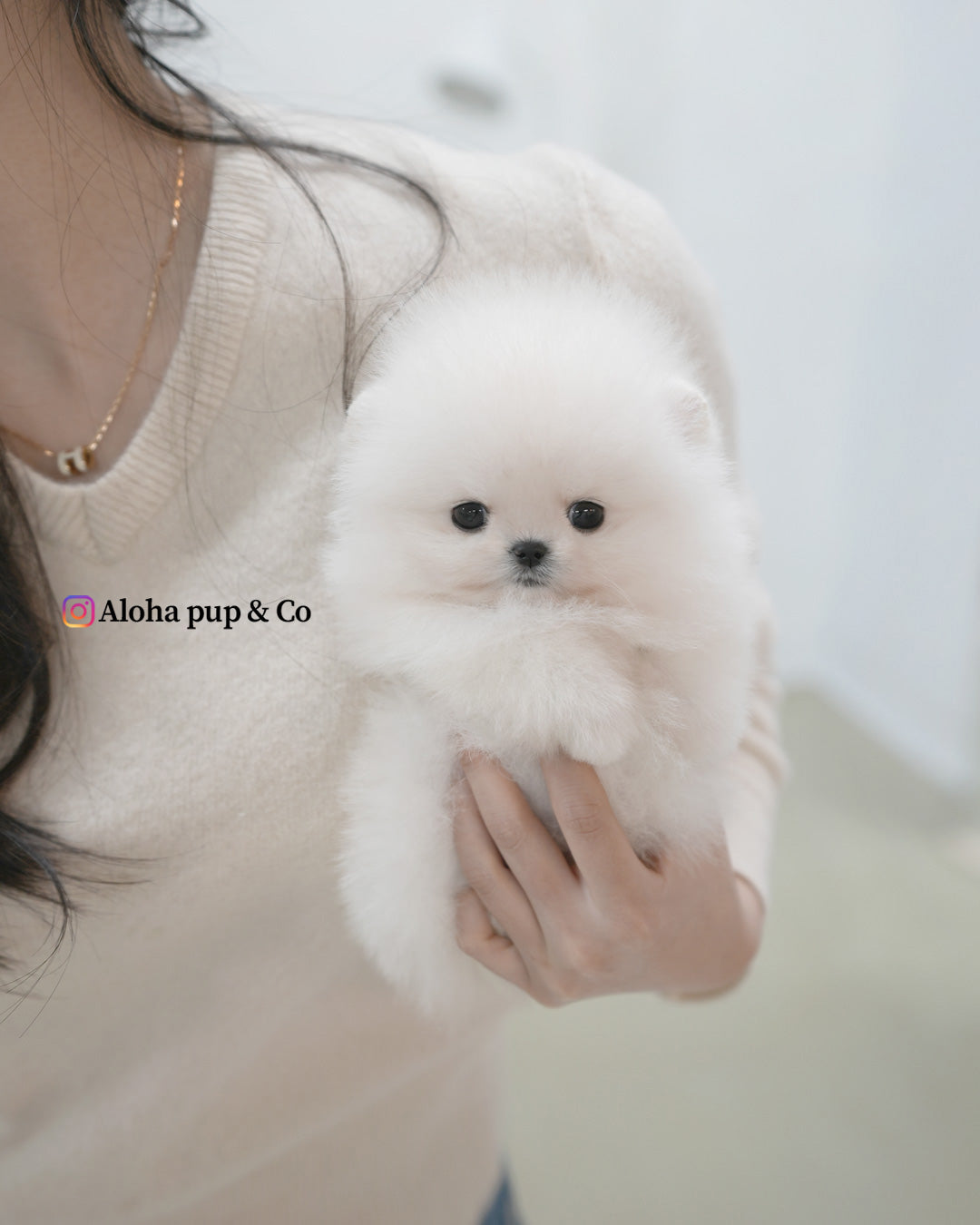 Roi [POMERANIA TAZA DE TÉ]