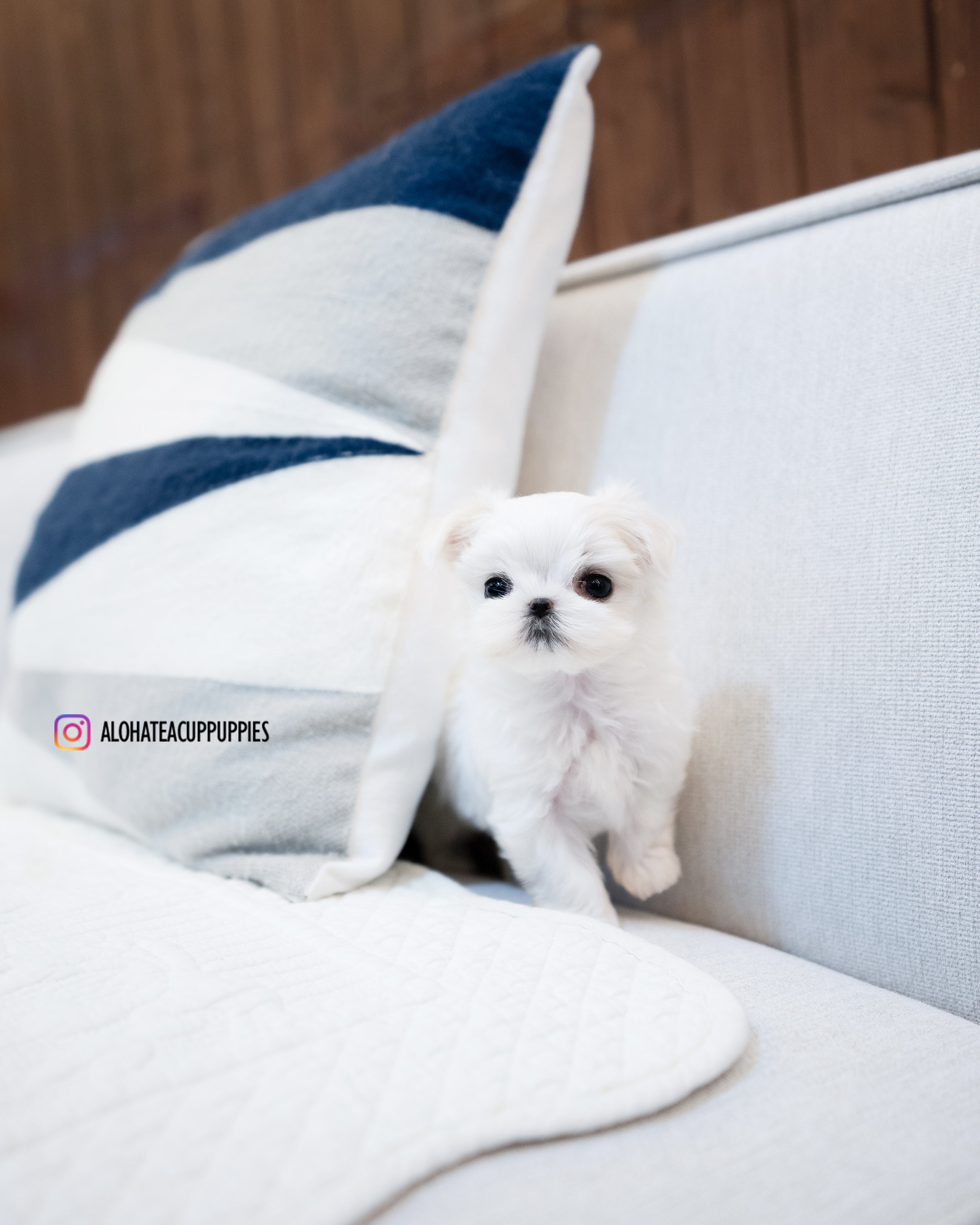 Elena [TEACUP MALTESE]