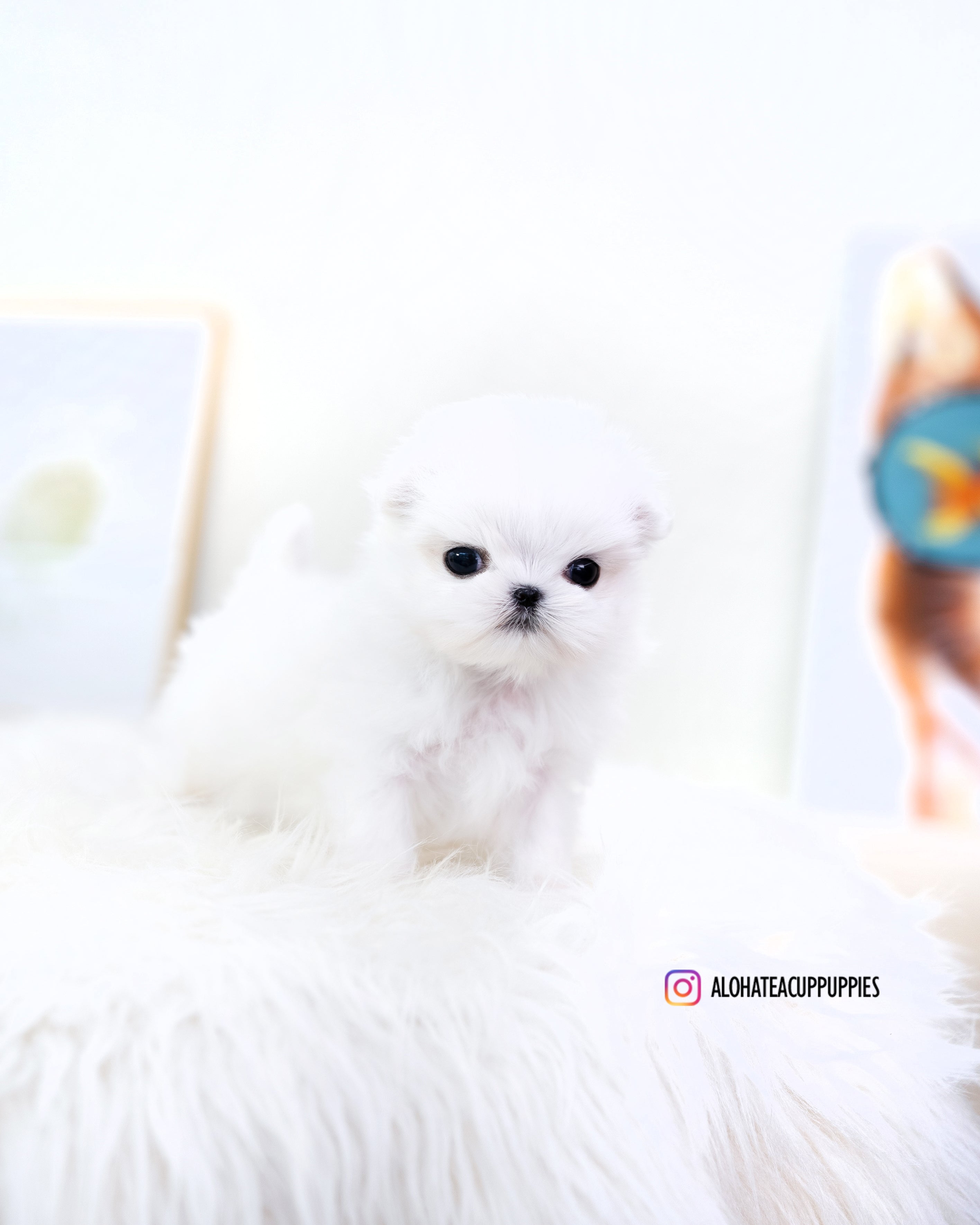 dove [TEACUP MALTESE]