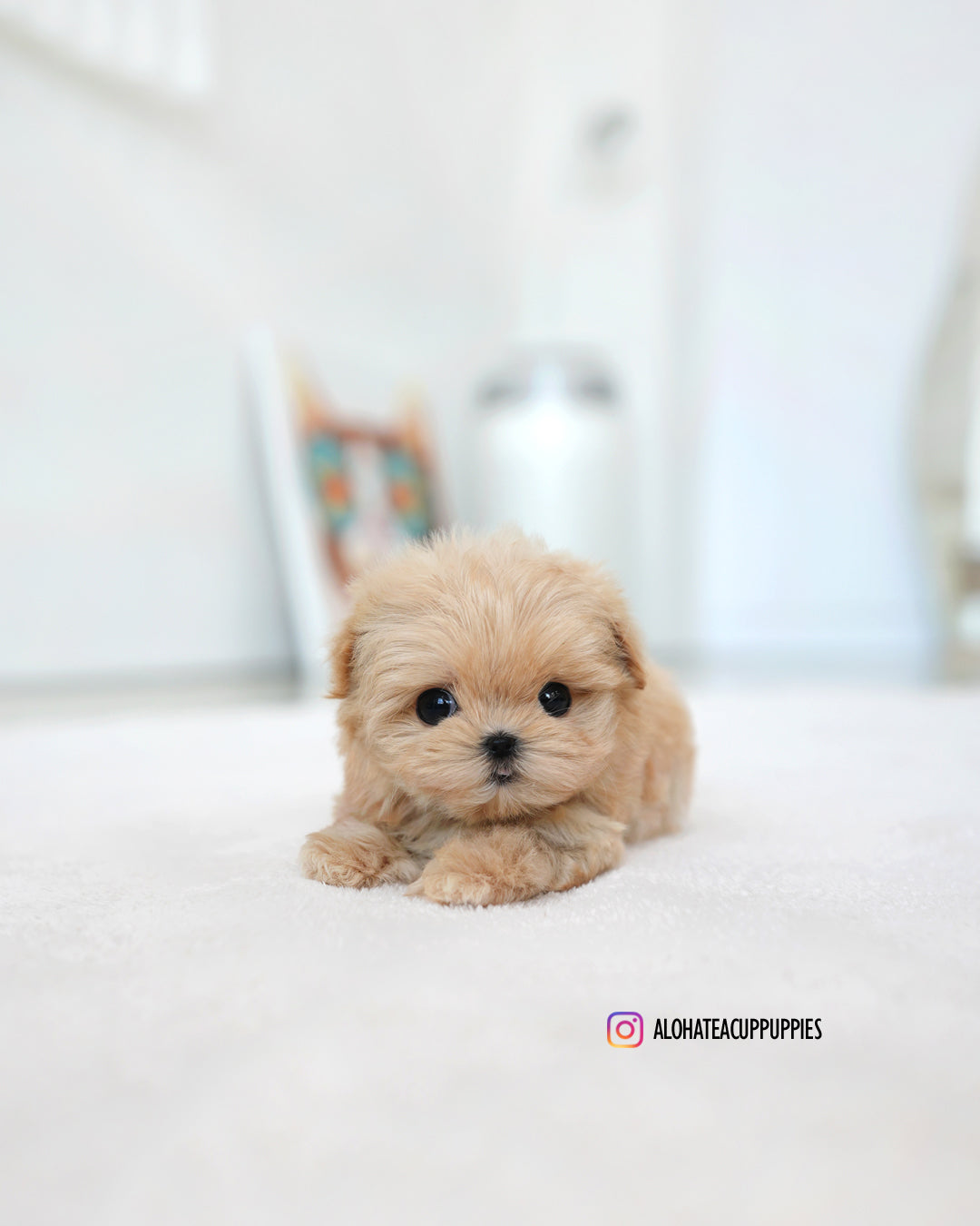 stacy [TEACUP MALTIPOO]