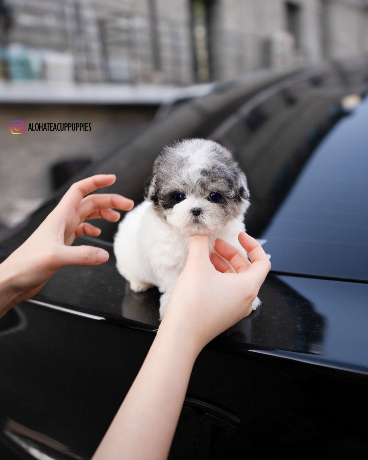 Star [TEACUP POODLE]