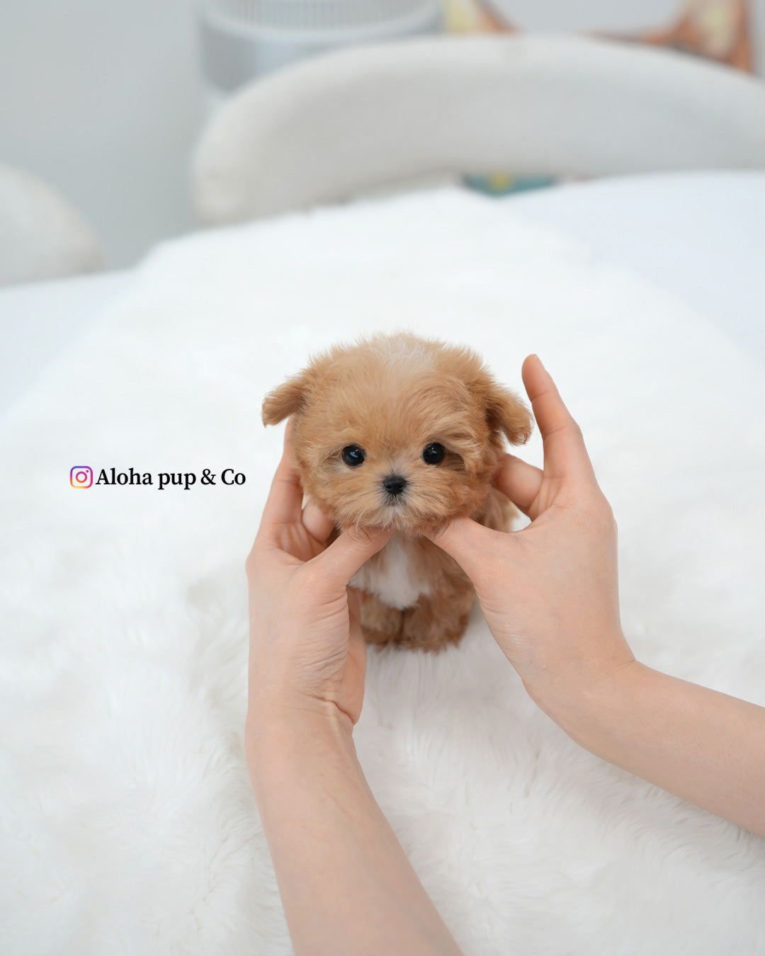 Kael [TEACUP MALTIPOO]