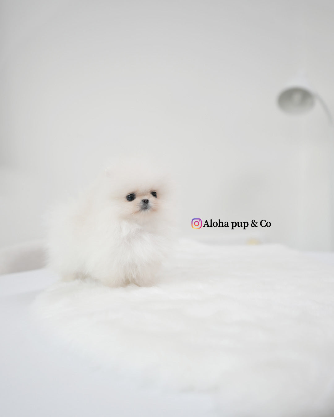 奥利弗 [茶杯博美犬]
