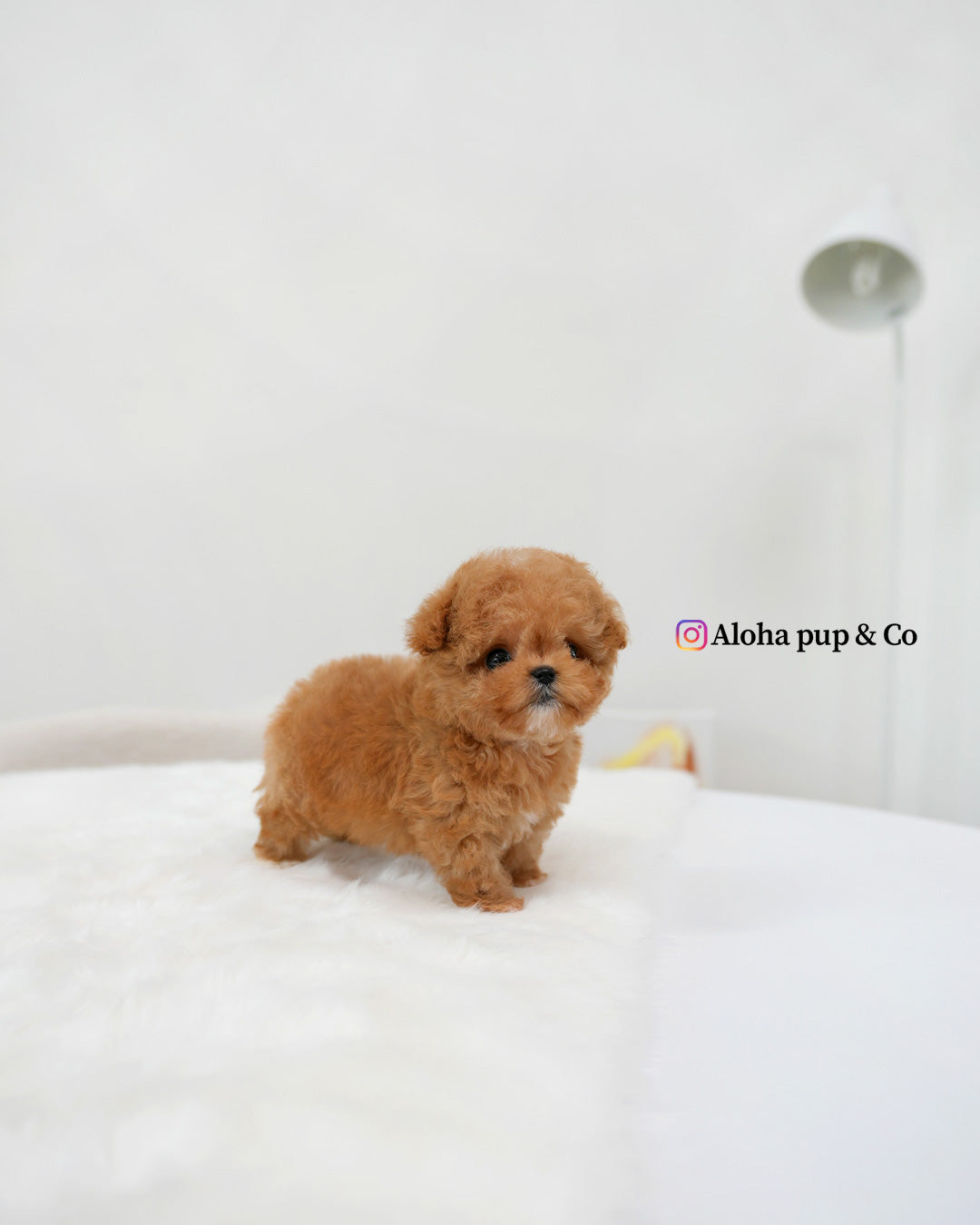 Bao [TEACUP MALTIPOO]