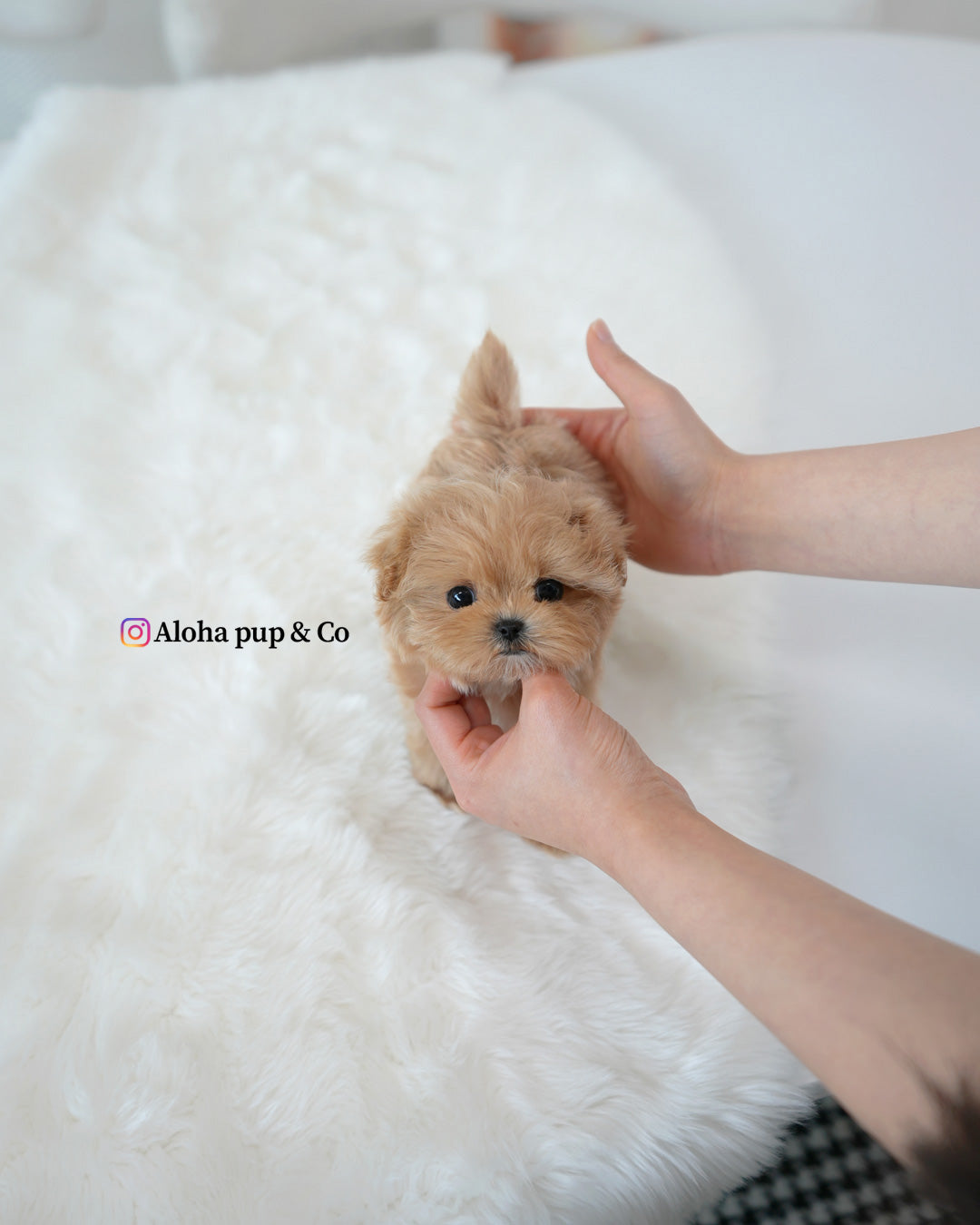 Rex [TEACUP MALTIPOO]