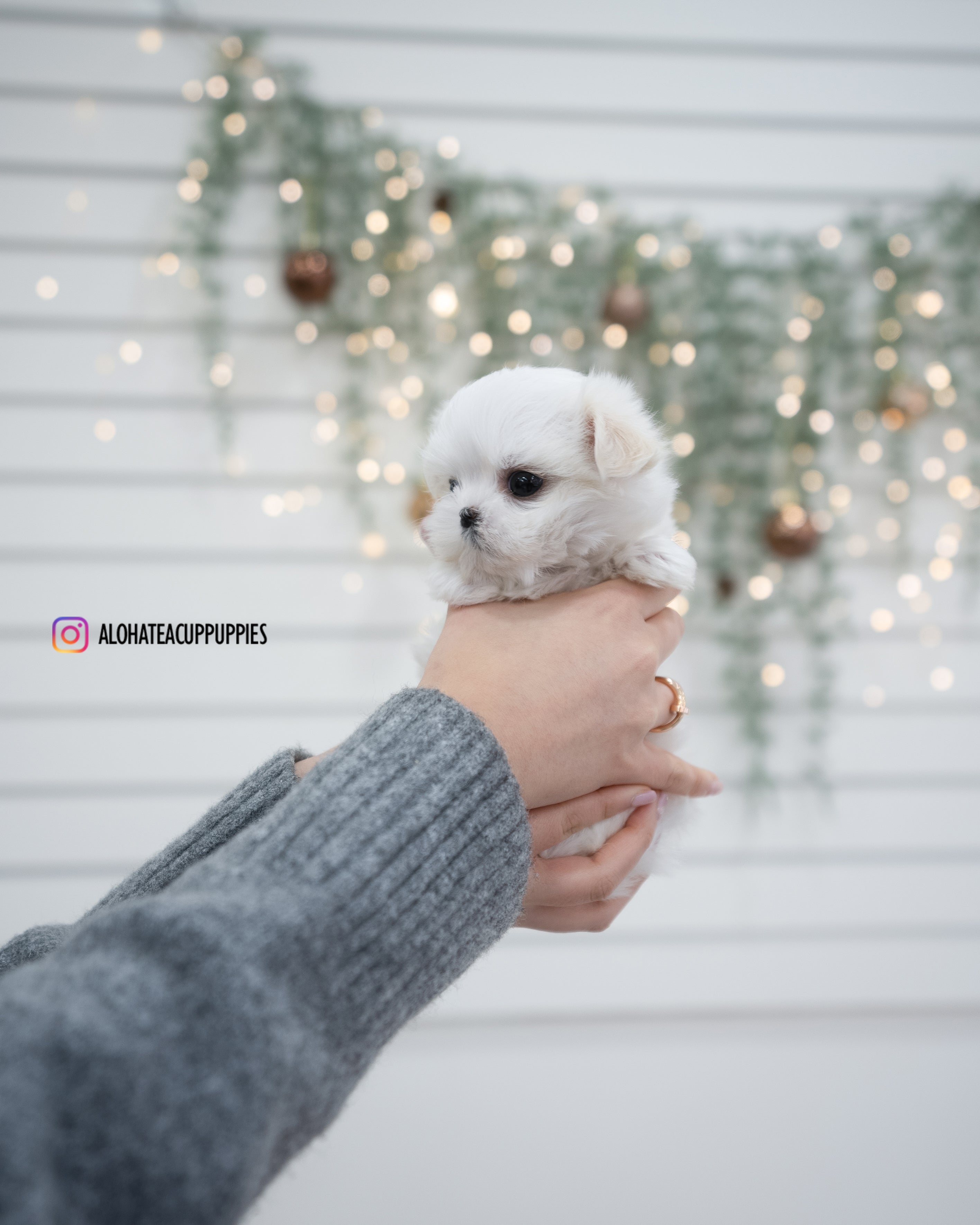 Ivy [TEACUP MALTESE]