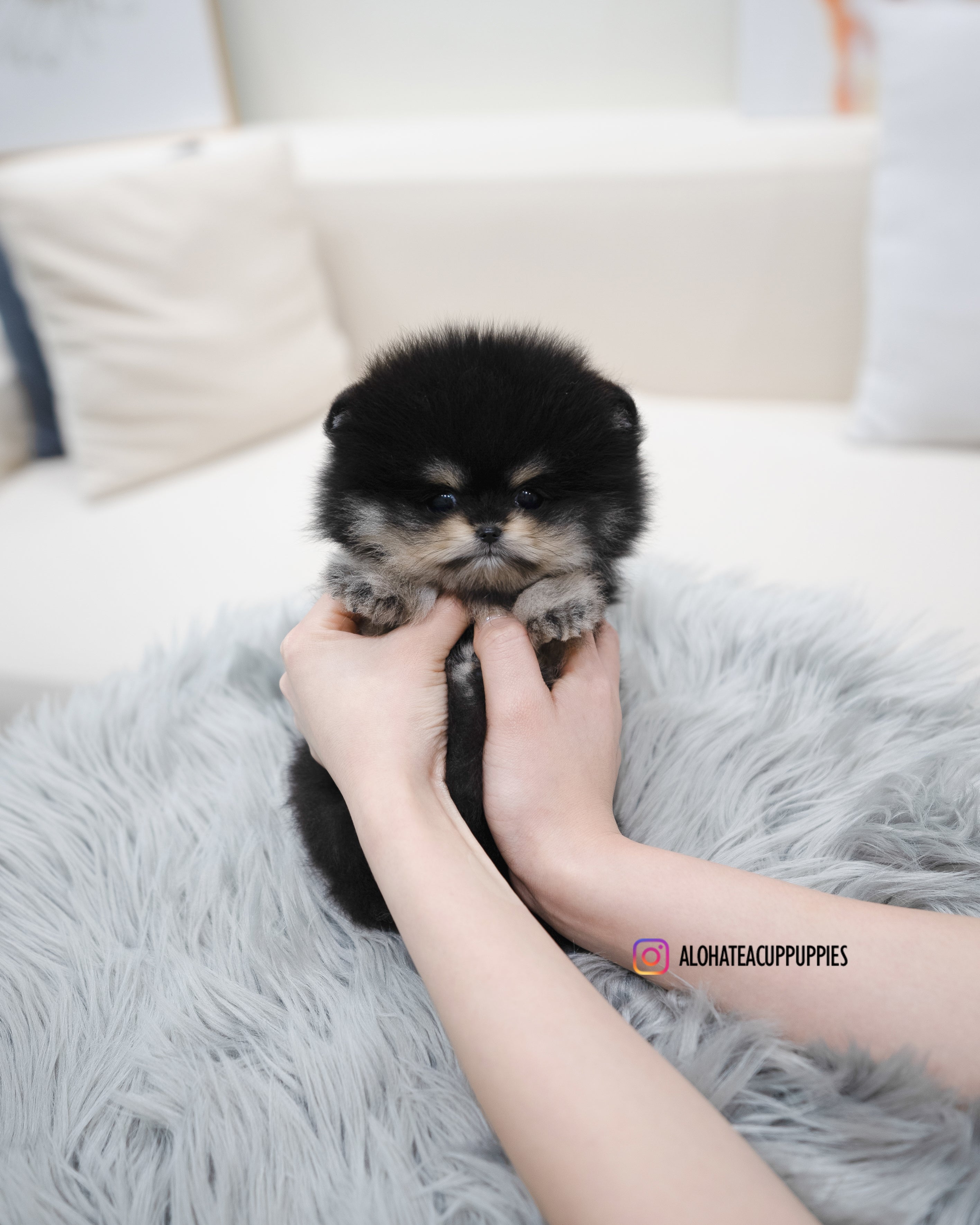 Ryan [TEACUP POMERANIAN]