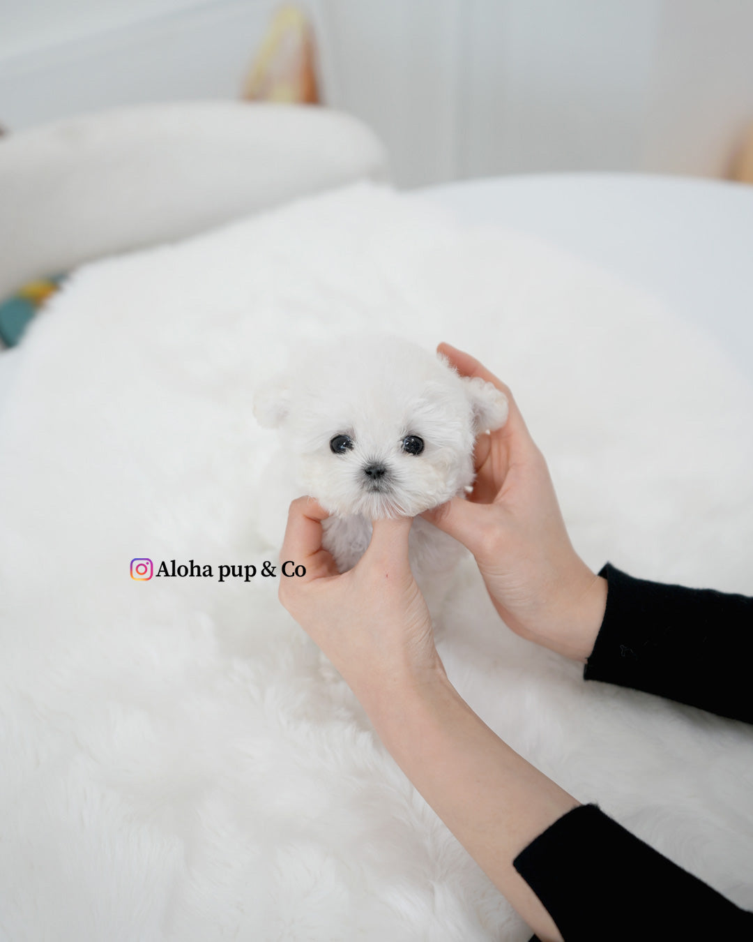 Mori [TEACUP POODLE]