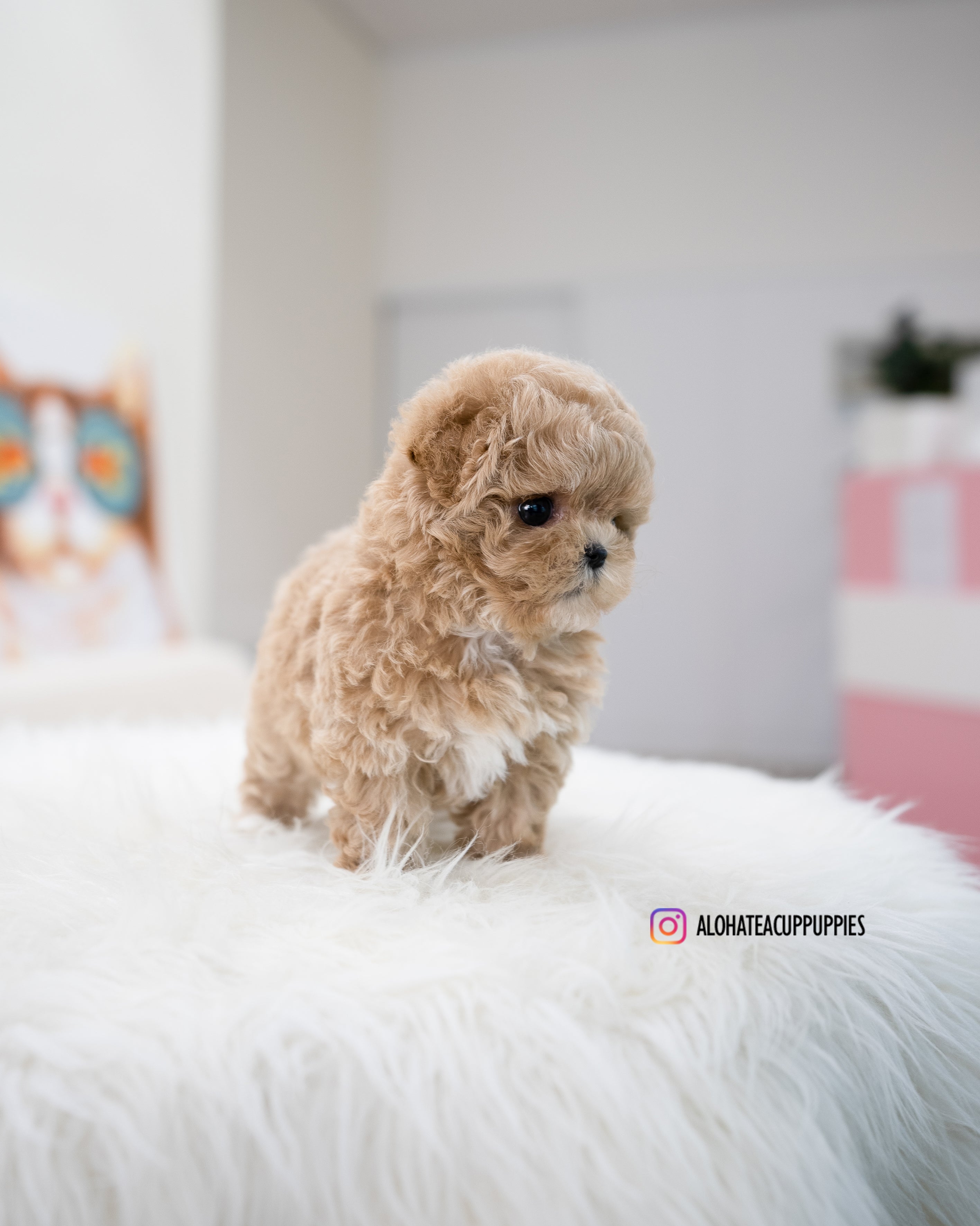 Muffin [TEACUP MALTIPOO]