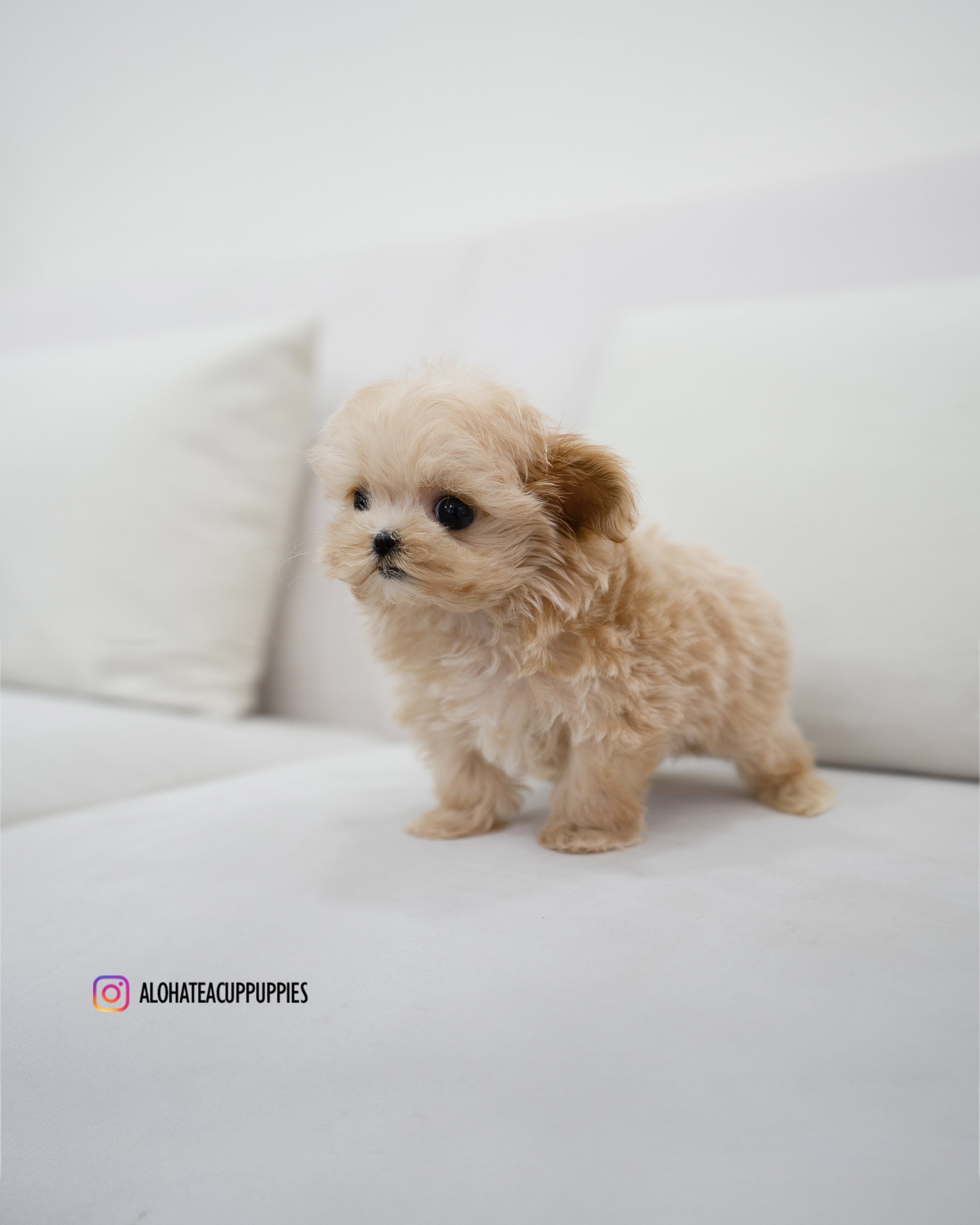 Pablo [TEACUP MALTIPOO]