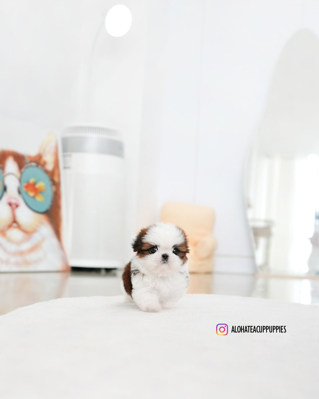 Darling [Mini Shih tzu]