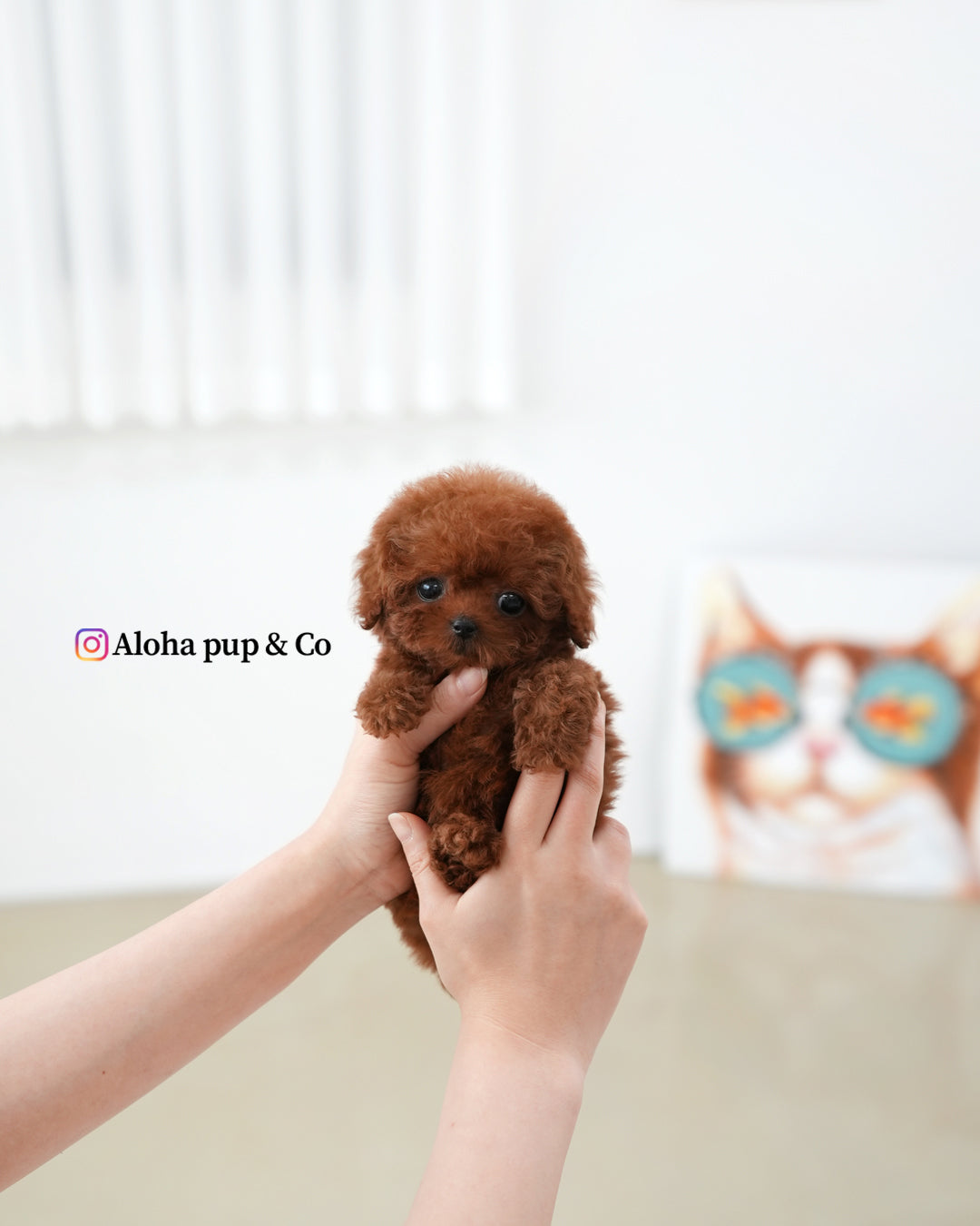 Macaron [TEACUP POODLE]