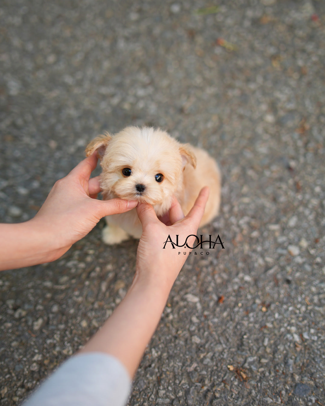 Lily [TEACUP MALTIPOO]