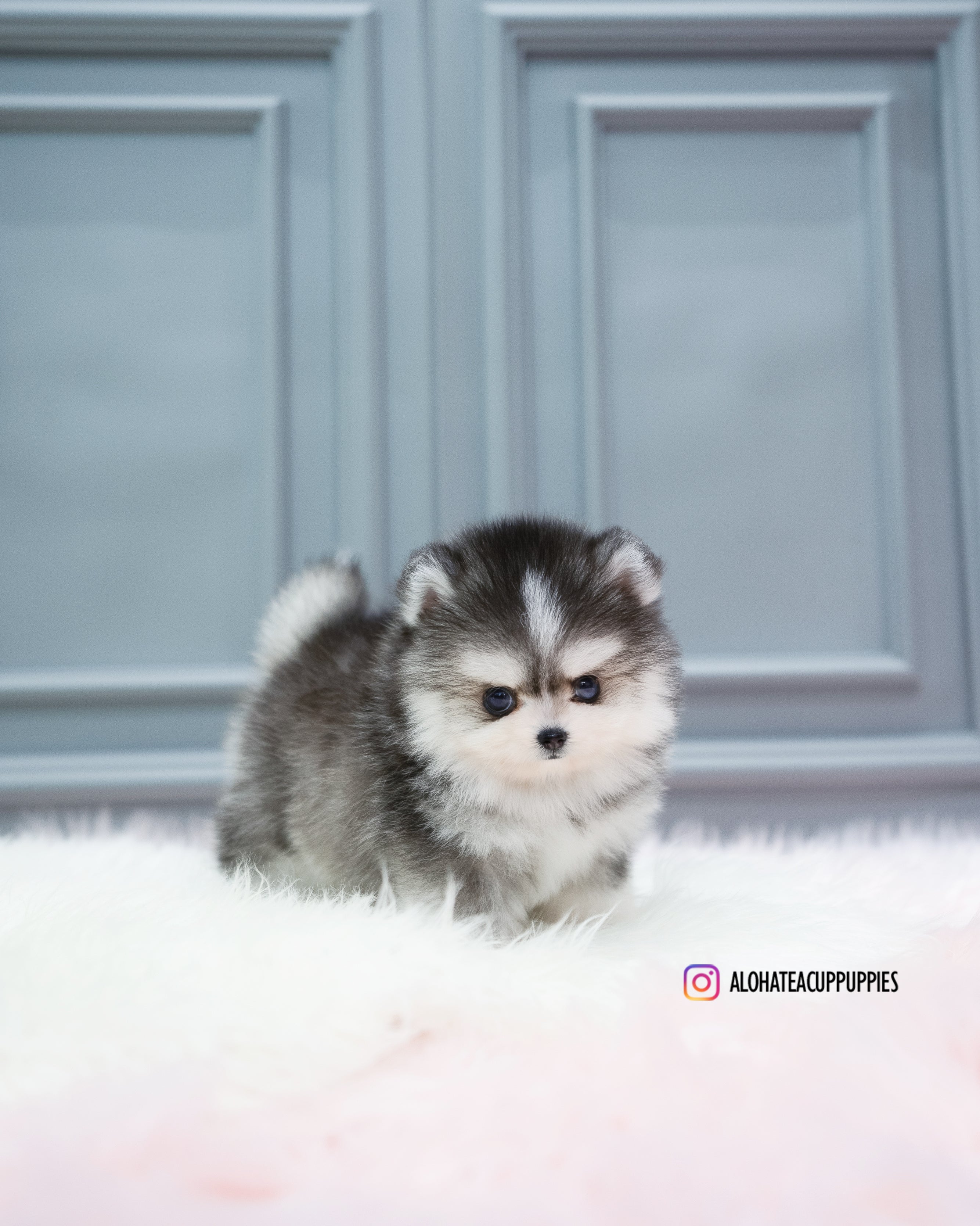 Royal [TEACUP POMSKY]