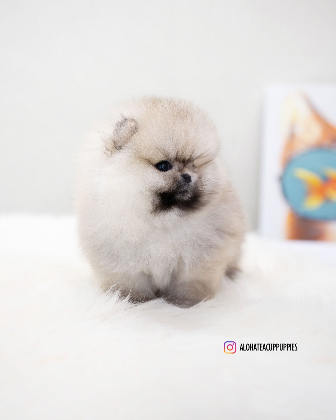 Moa [TEACUP POMERANIAN]