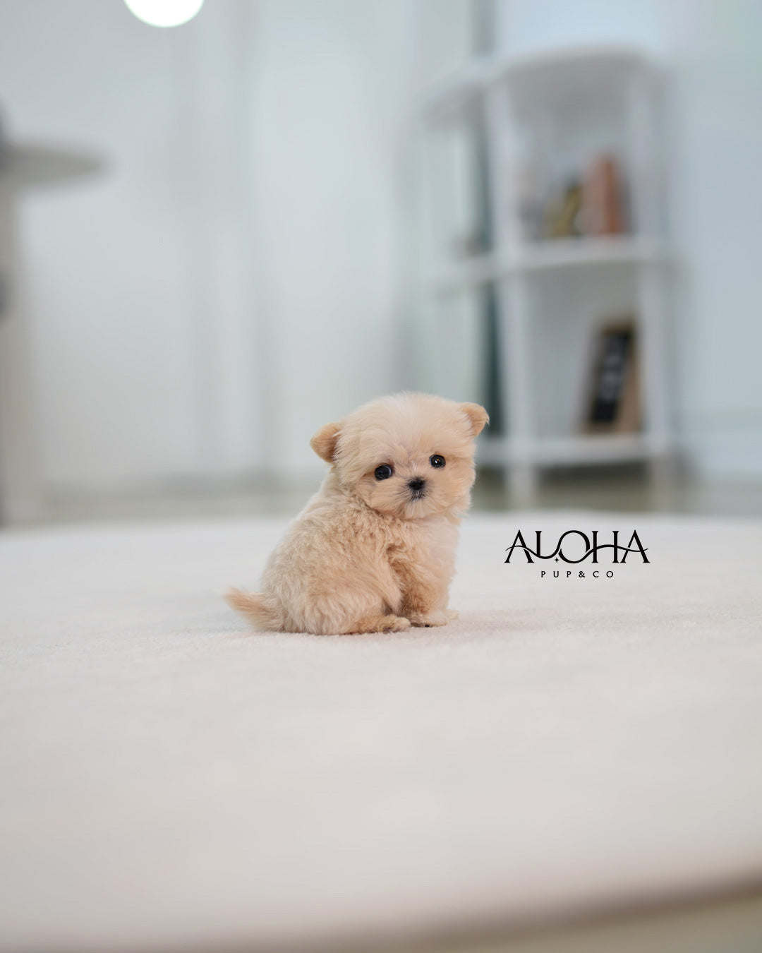 Butter [TEACUP MALTIPOO]