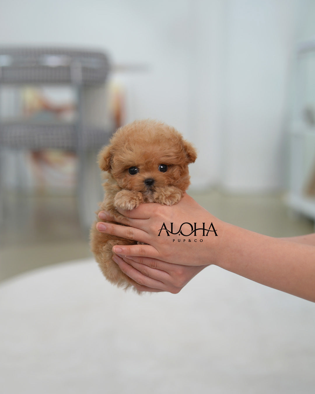 Louie [TEACUP MALTIPOO]