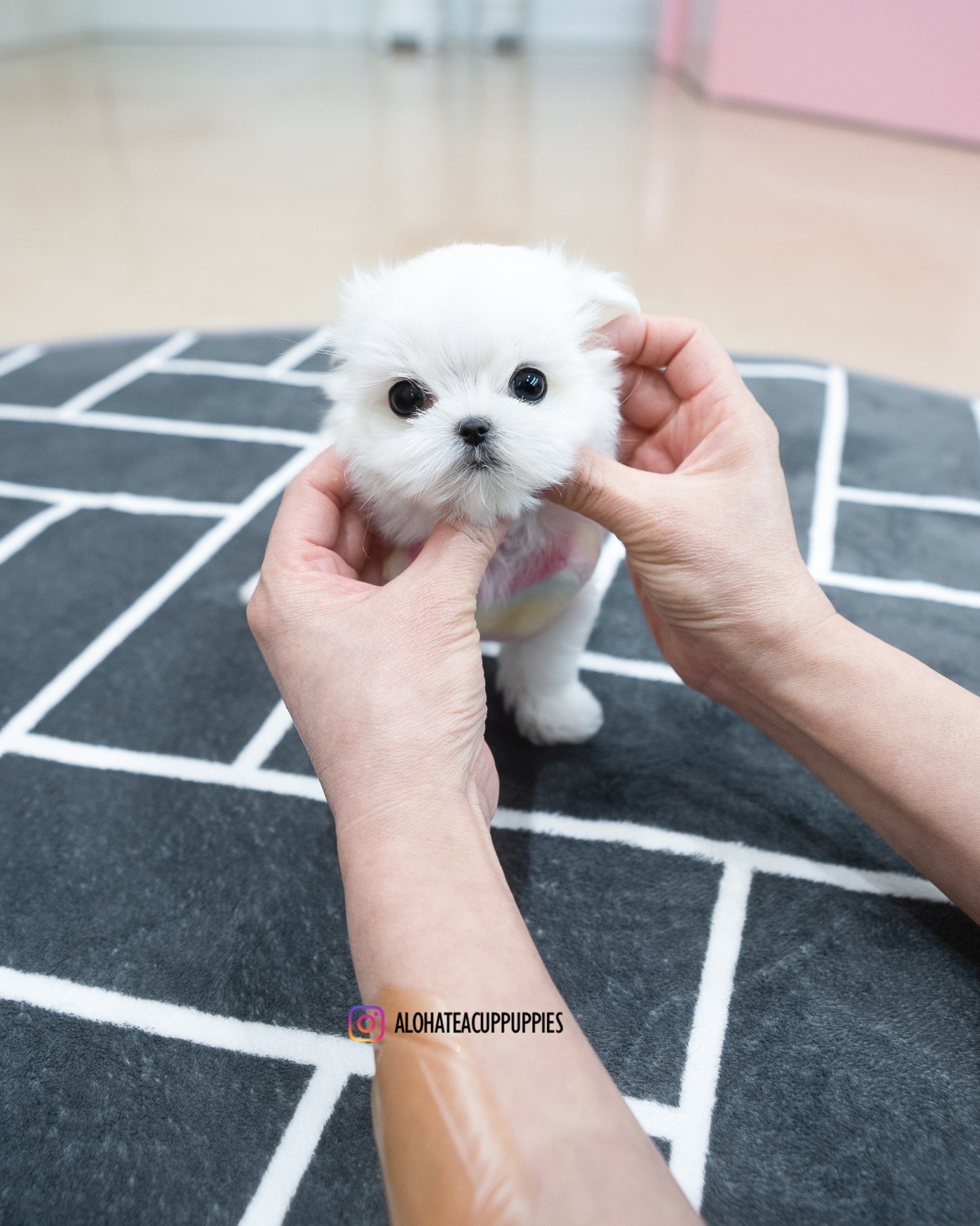 Kassia [TEACUP MALTESE]