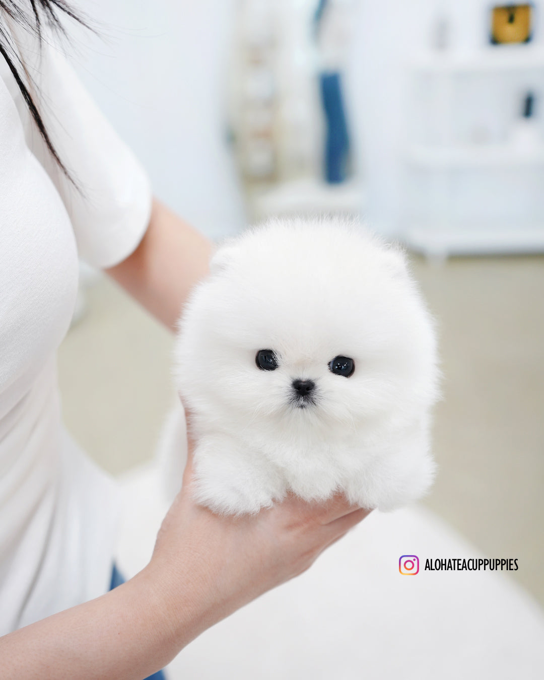Bubble [POMERANIA TAZA DE TÉ]