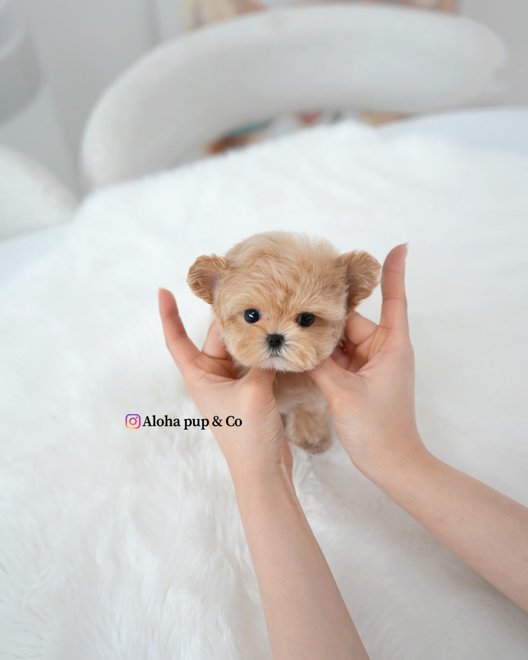 Mochi [TEACUP MALTIPOO]