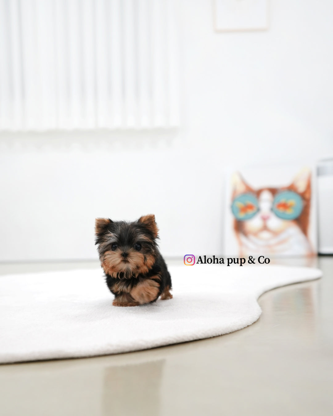 Bebe [Teacup YORKIE]